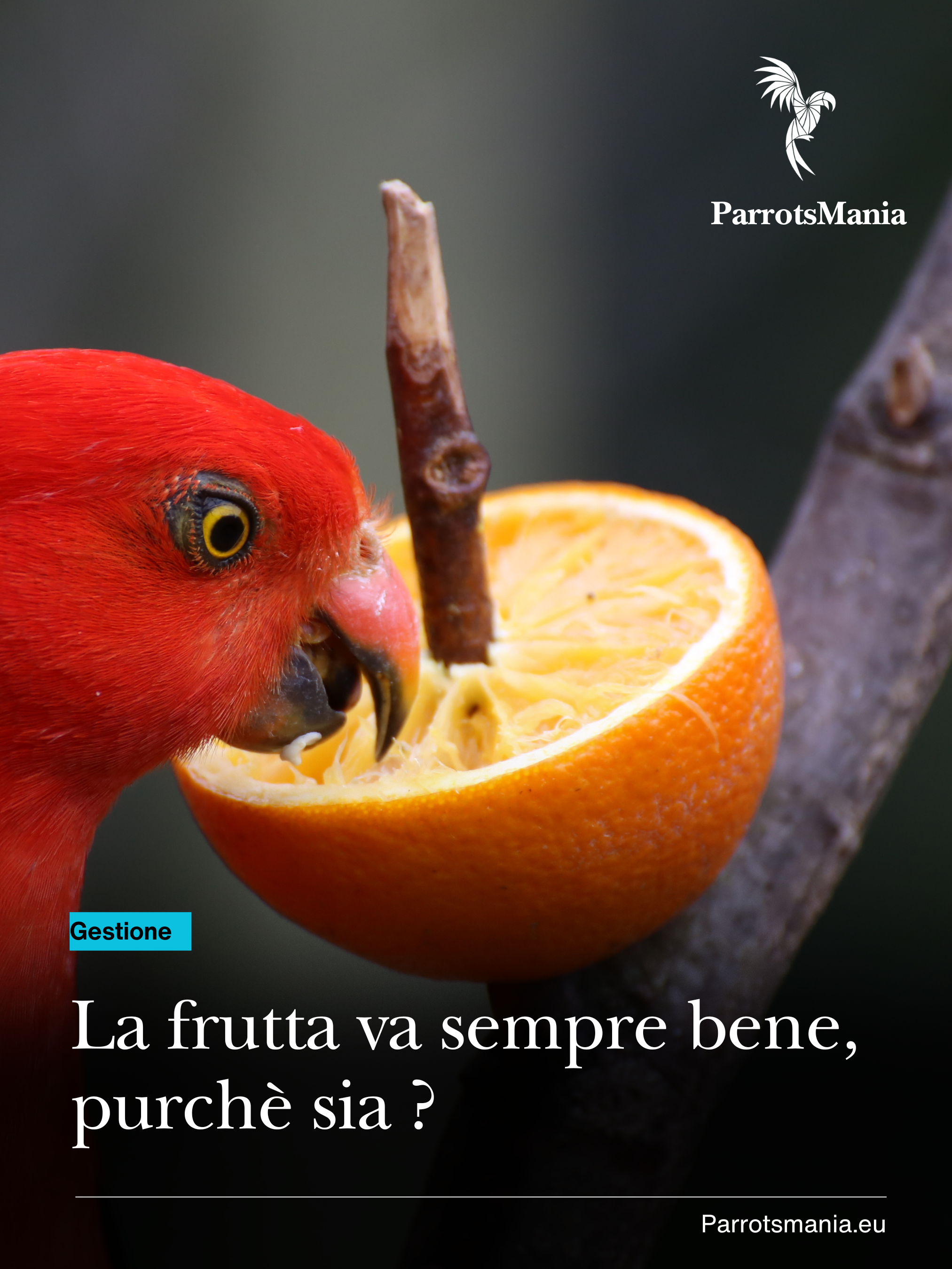 Frutta nella dieta dei pappagalli: benefici, rischi e scelte consapevoli