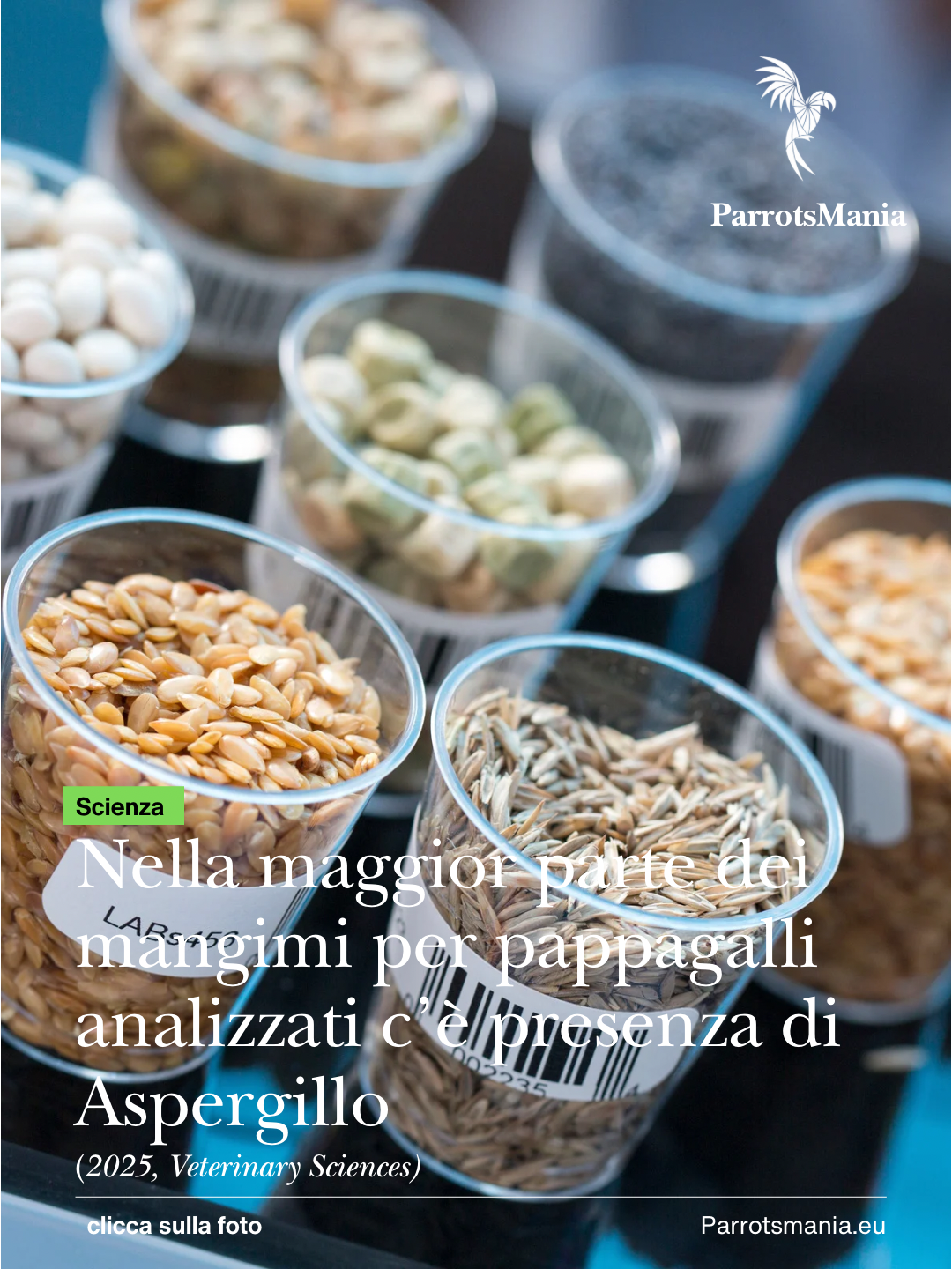 Aspergillus nei mangimi a base di semi per pappagalli: cosa dice lo studio e cosa fare in pratica