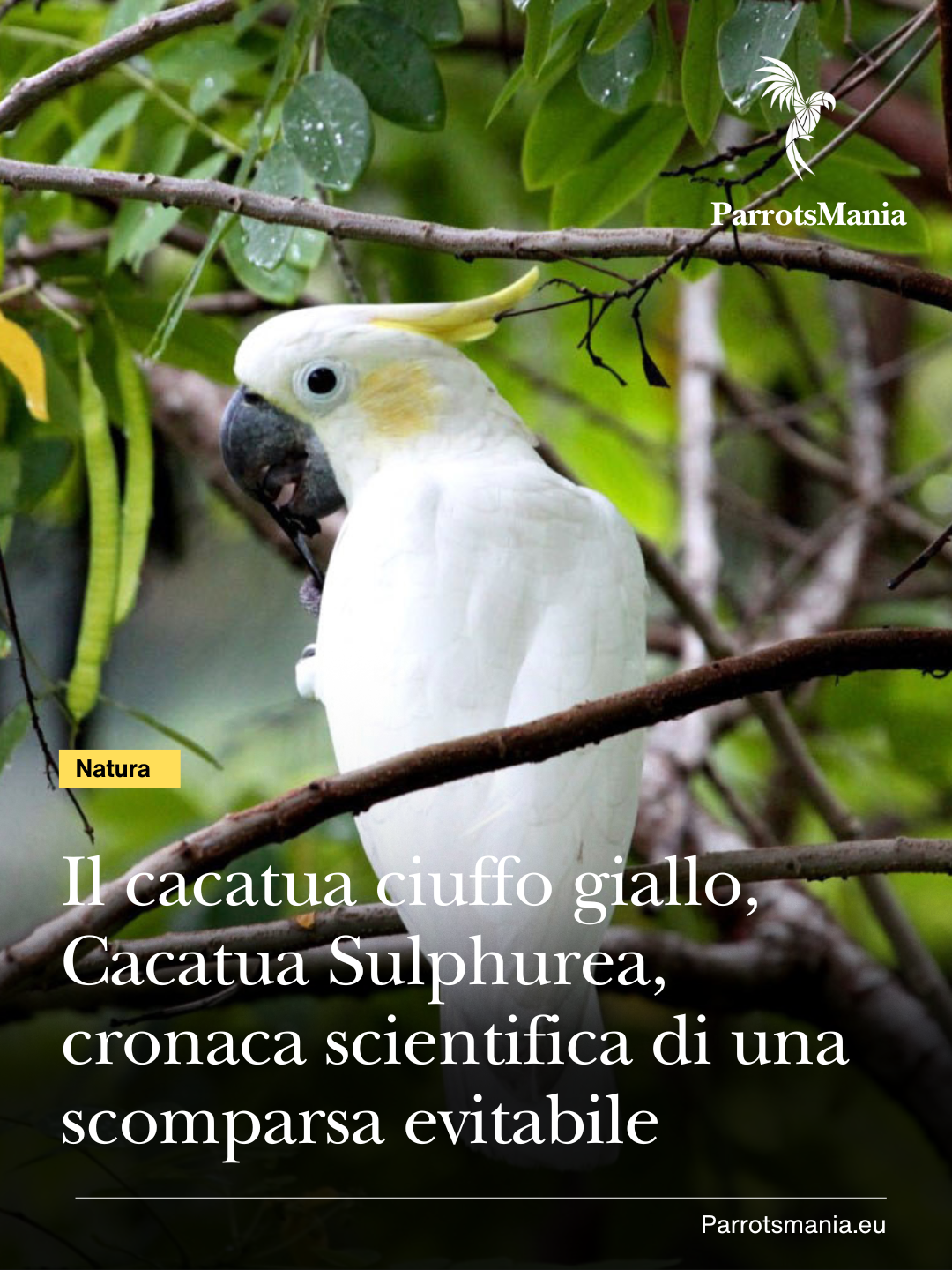 Il cacatua ciuffo giallo, Cacatua Sulphurea, cronaca scientifica di una scomparsa evitabile