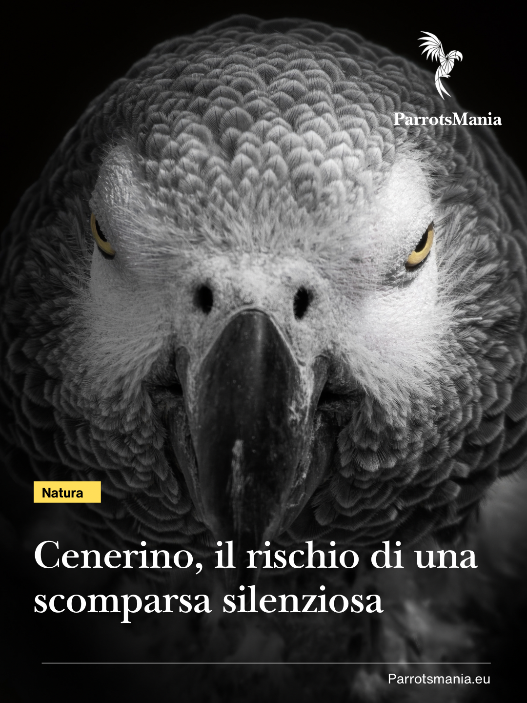Cenerino (Psittacus Erithacus), il rischio di una scomparsa silenziosa