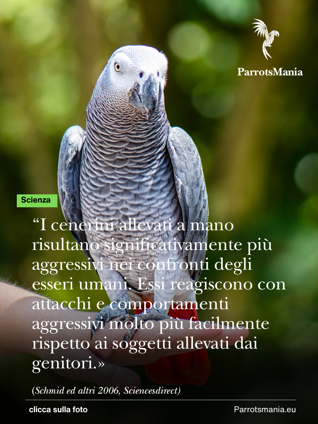 L’allevamento a mano dei pappagalli: cosa ci dice la scienza