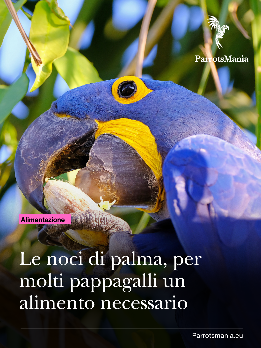 Le noci di palma nell’alimentazione dei pappagalli: biologia, nutrizione ed evoluzione di un alimento chiave