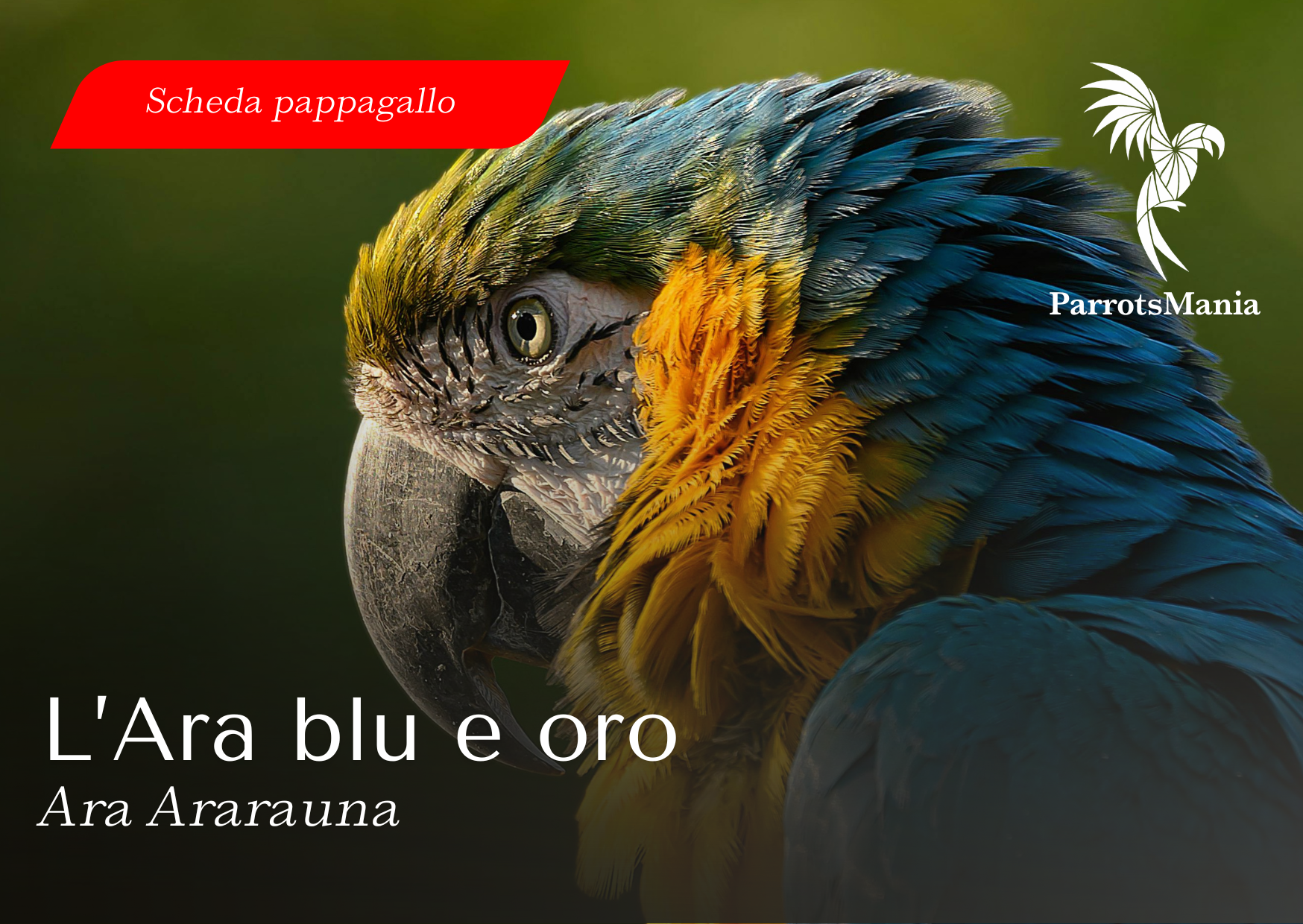 L’Ara blu e oro, Ara Ararauna