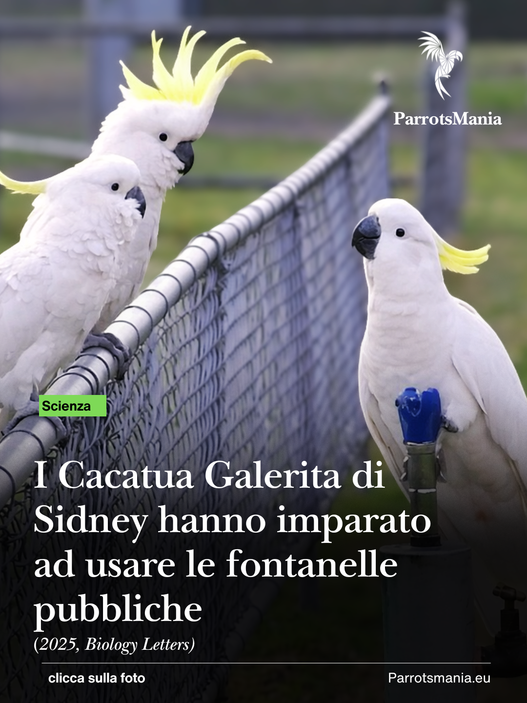 I cacatua di Sydney imparano ad usare le fontanelle pubbliche, quando l’intelligenza diventa cultura urbana