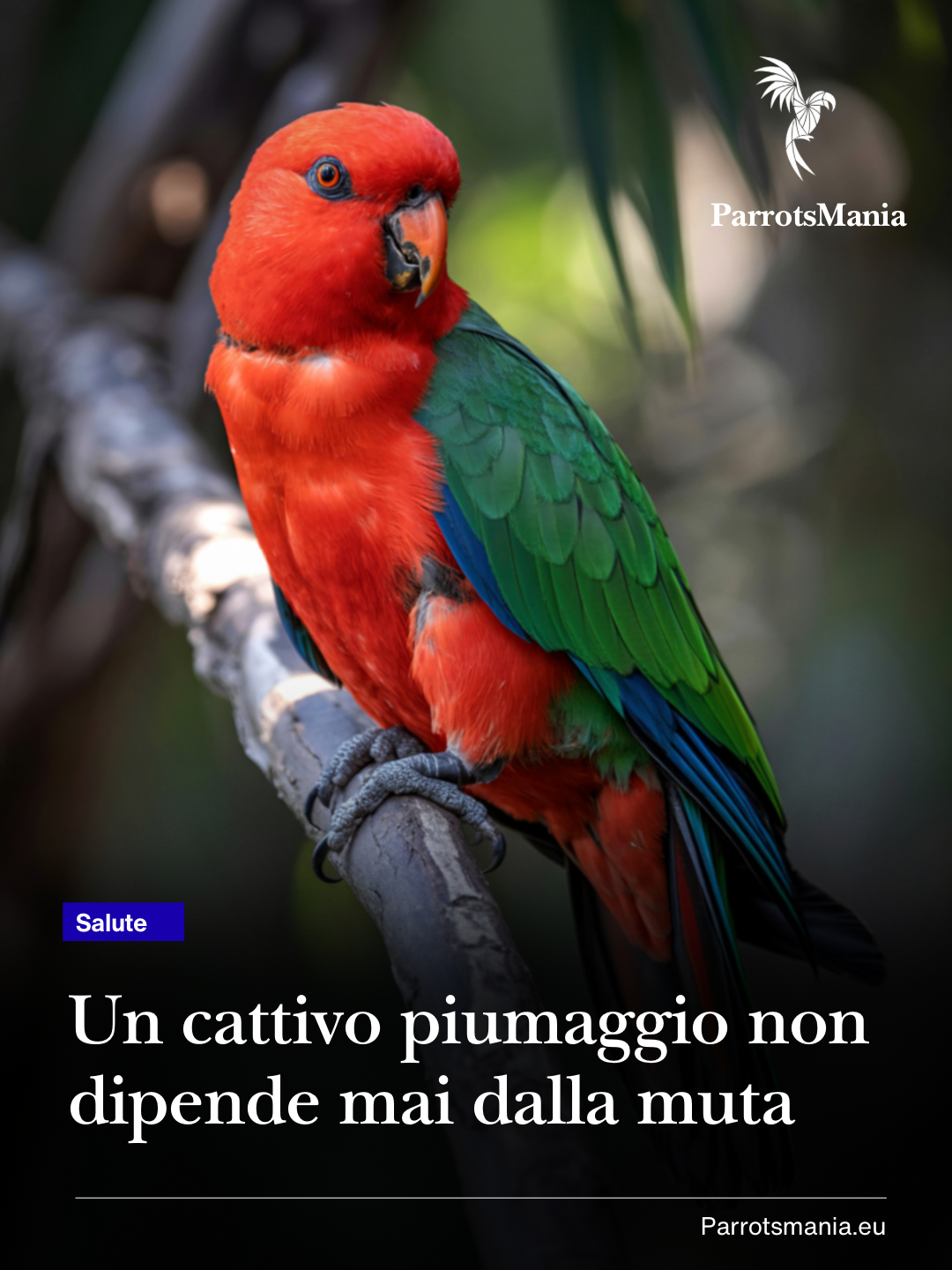 La muta nel pappagallo: cos’è davvero e perché non è una scusa per un cattivo piumaggio