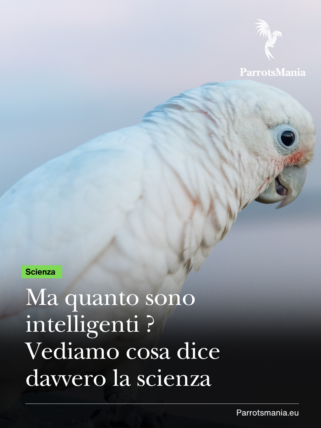 Ma quanto sono “intelligenti” ?