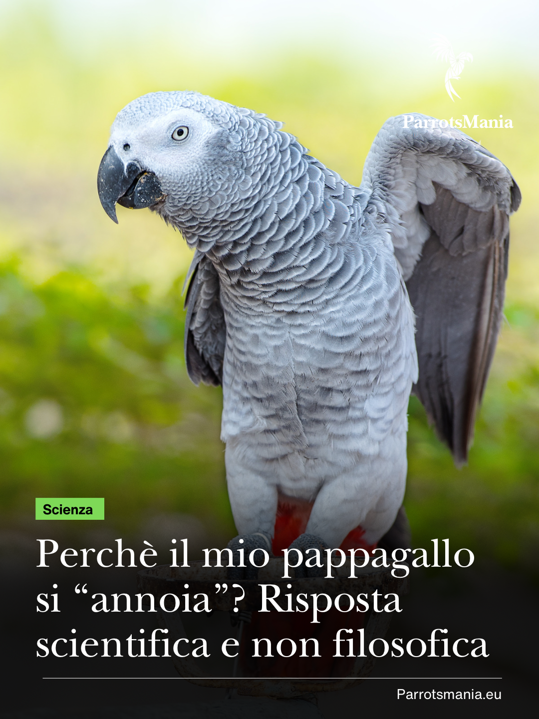 Perché i pappagalli si annoiano?