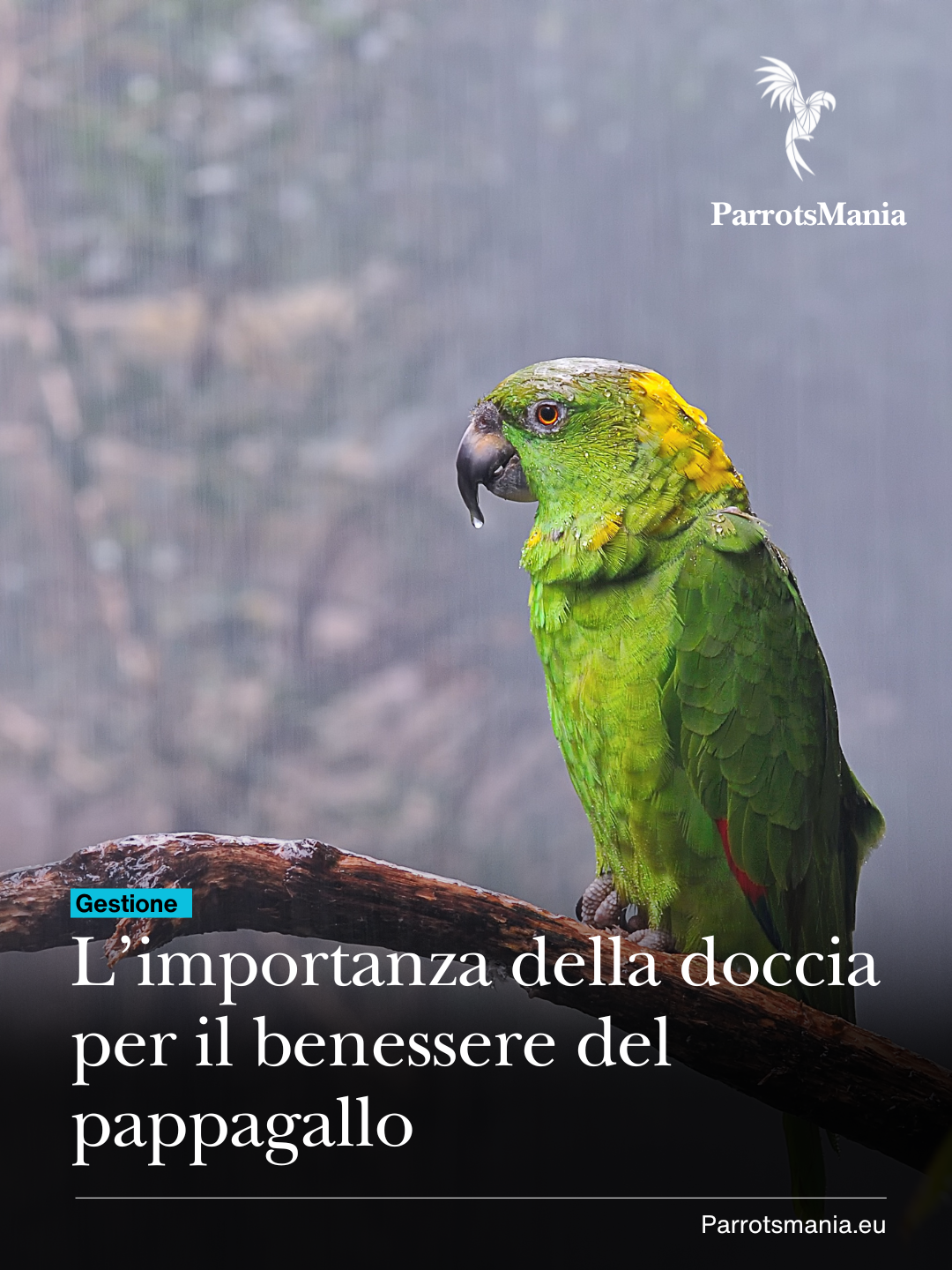 Doccia e bagno nei pappagalli: una necessità biologica, non un accessorio