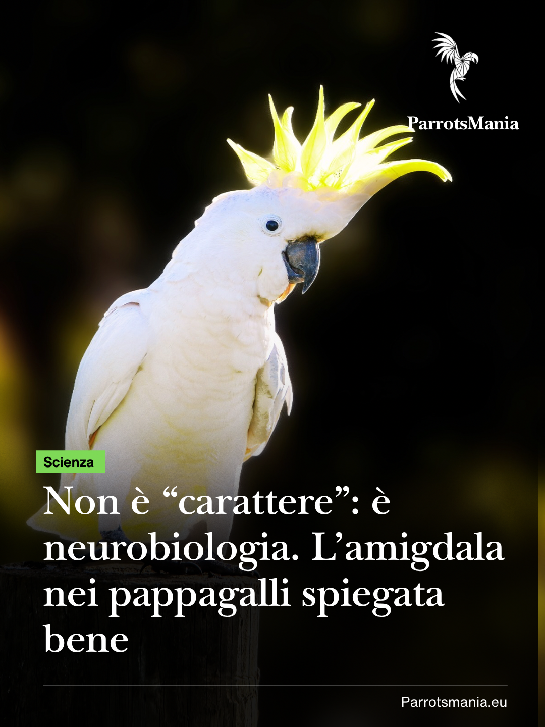 Non è “carattere”: è neurobiologia. L’amigdala nei pappagalli spiegata bene