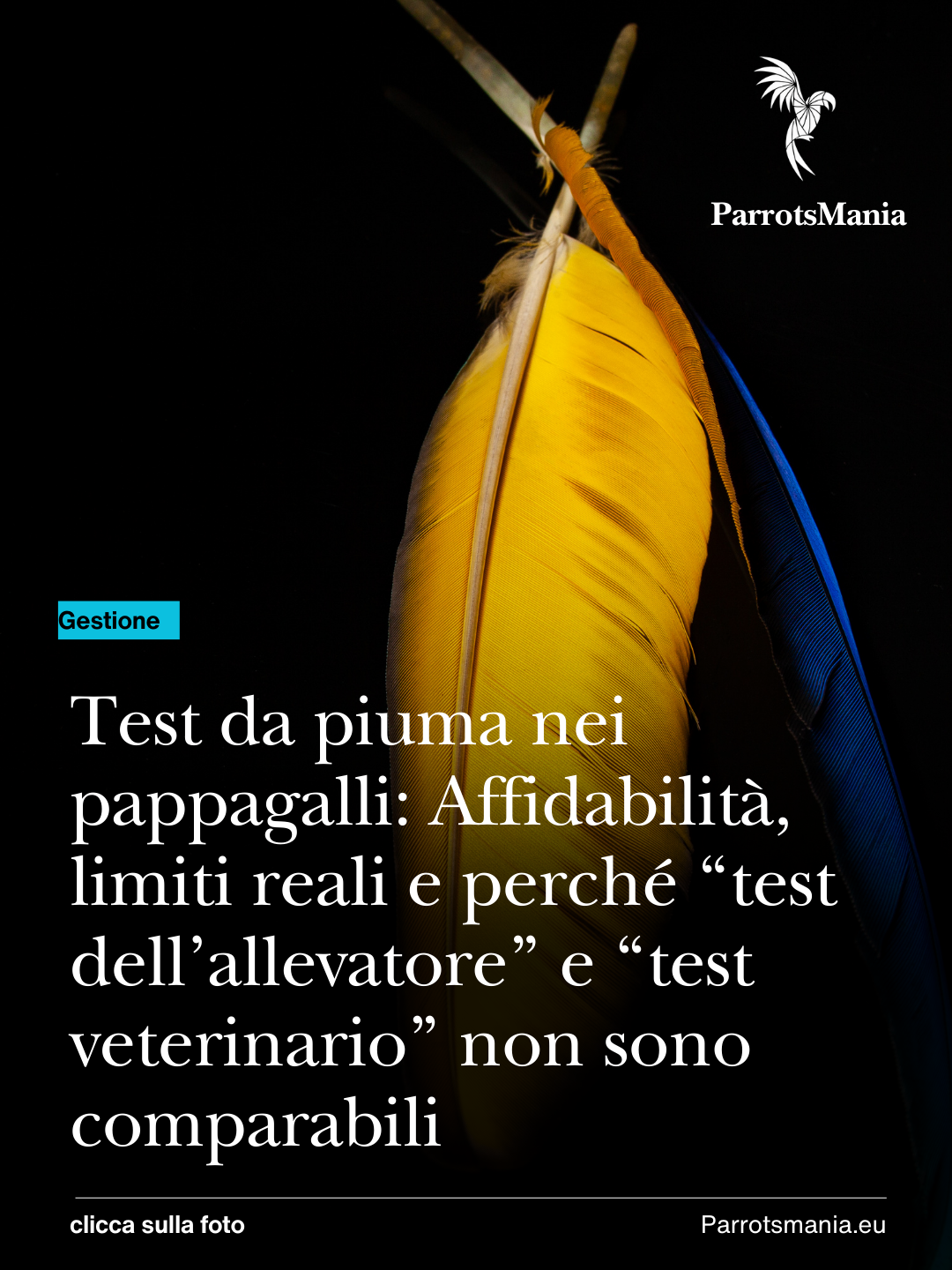 Test da piuma nei pappagalli:
Affidabilità, limiti reali e perché “test dell’allevatore” e “test veterinario” non sono comparabili