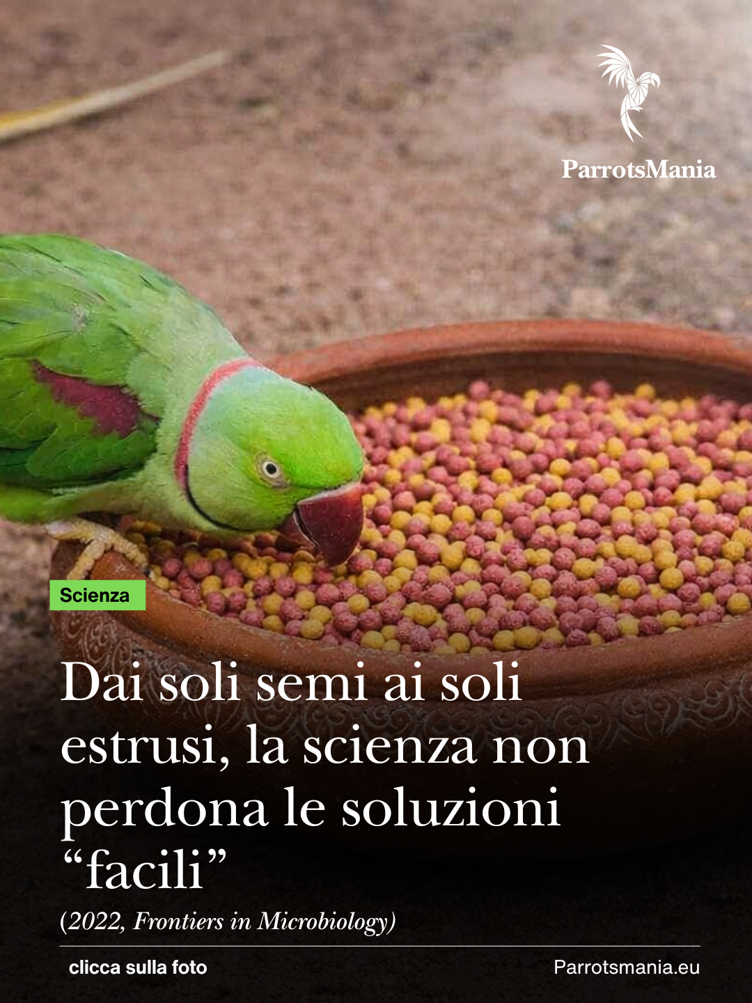 Uno studio sul parrocchetto alessandrino ci racconta cosa succede al microbioma intestinale con una dieta di soli estrusi