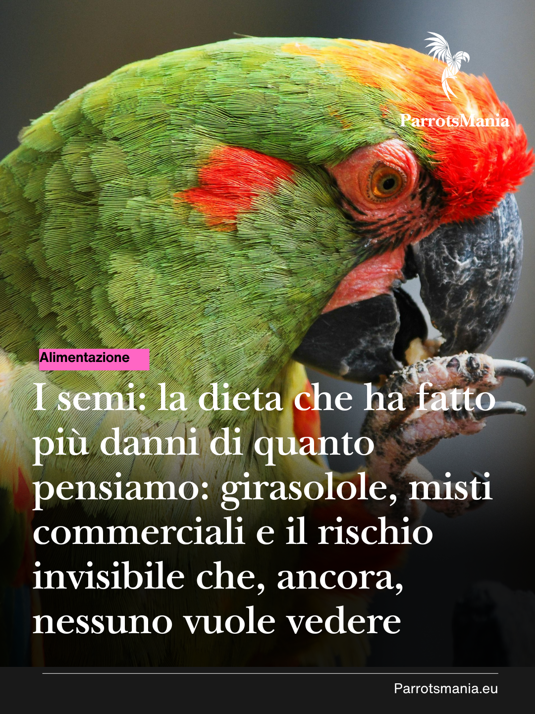 I semi, la dieta che ha fatto più danni di quanto pensiamo: girasolole, misti commerciali e il rischio invisibile che, ancora, nessuno vuole vedere