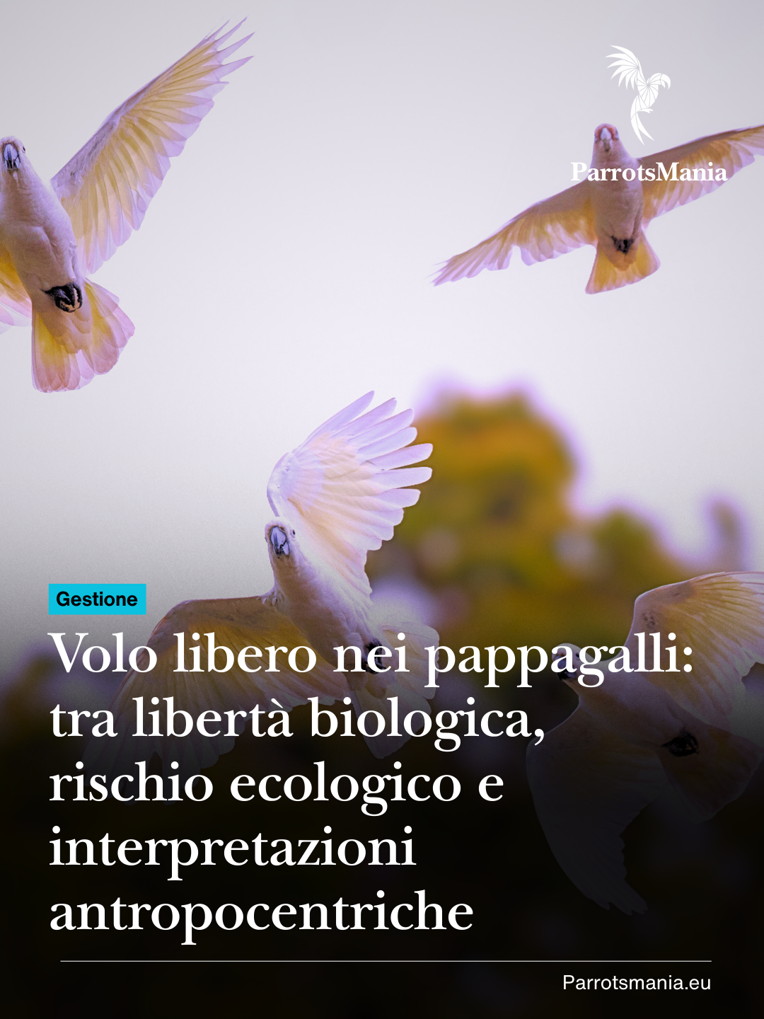 Volo libero nei pappagalli: tra libertà biologica, rischio ecologico e interpretazioni antropocentriche