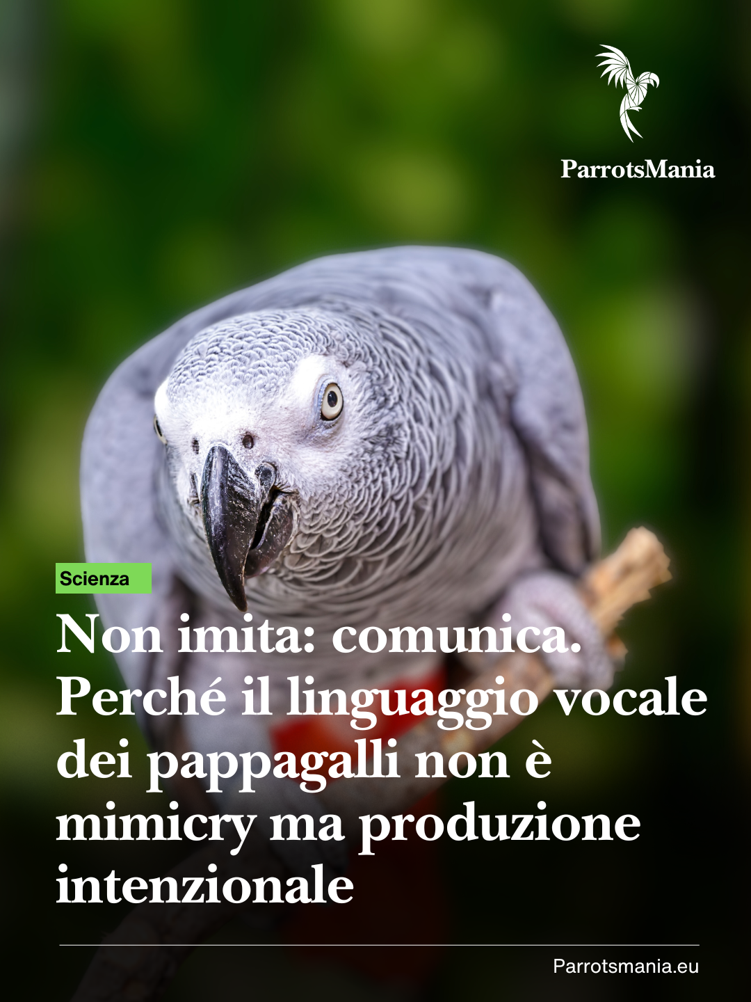 Il tuo pappagallo non ti sta imitando. Ti sta parlando.