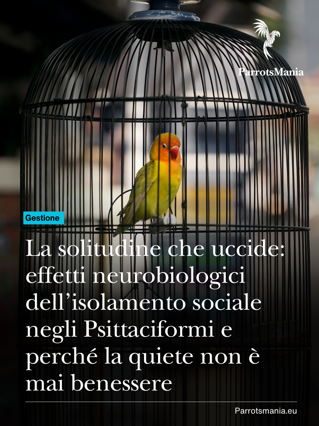 La solitudine che uccide: effetti neurobiologici dell’isolamento sociale negli Psittaciformi e perché la quiete non è mai benessere