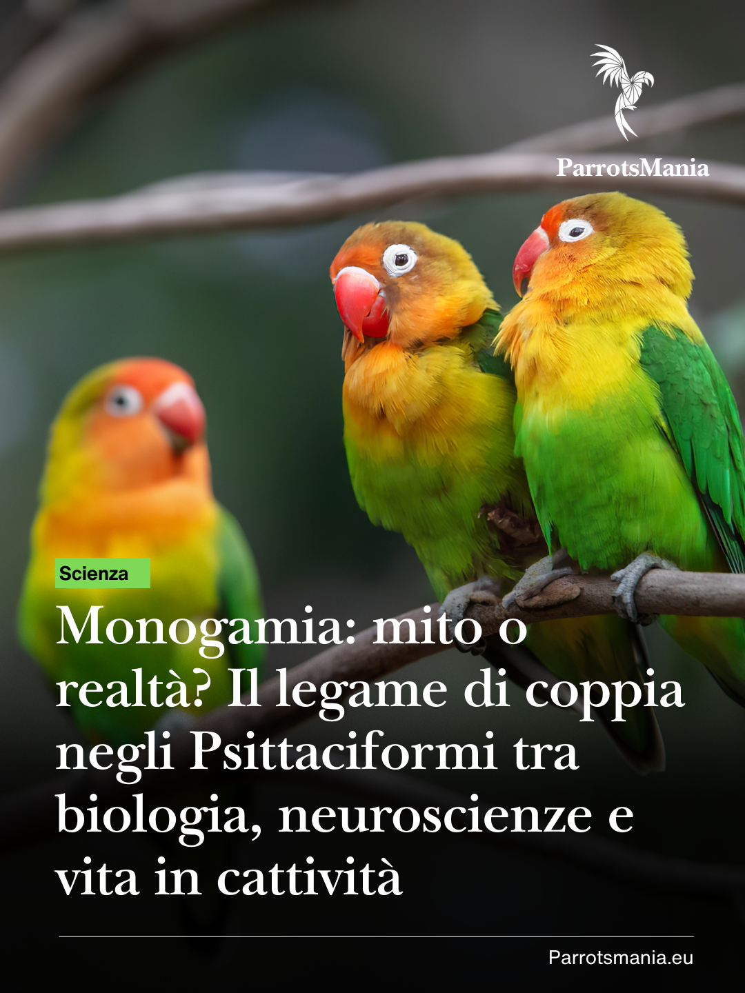 Monogamia: mito o realtà? Il legame di coppia negli Psittaciformi tra biologia, neuroscienze e vita in cattività