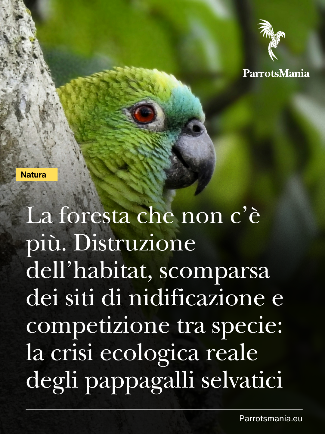 La foresta che non c’è più. Distruzione dell’habitat, scomparsa dei siti di nidificazione e competizione tra specie: la crisi ecologica reale degli Psittaciformi selvatici