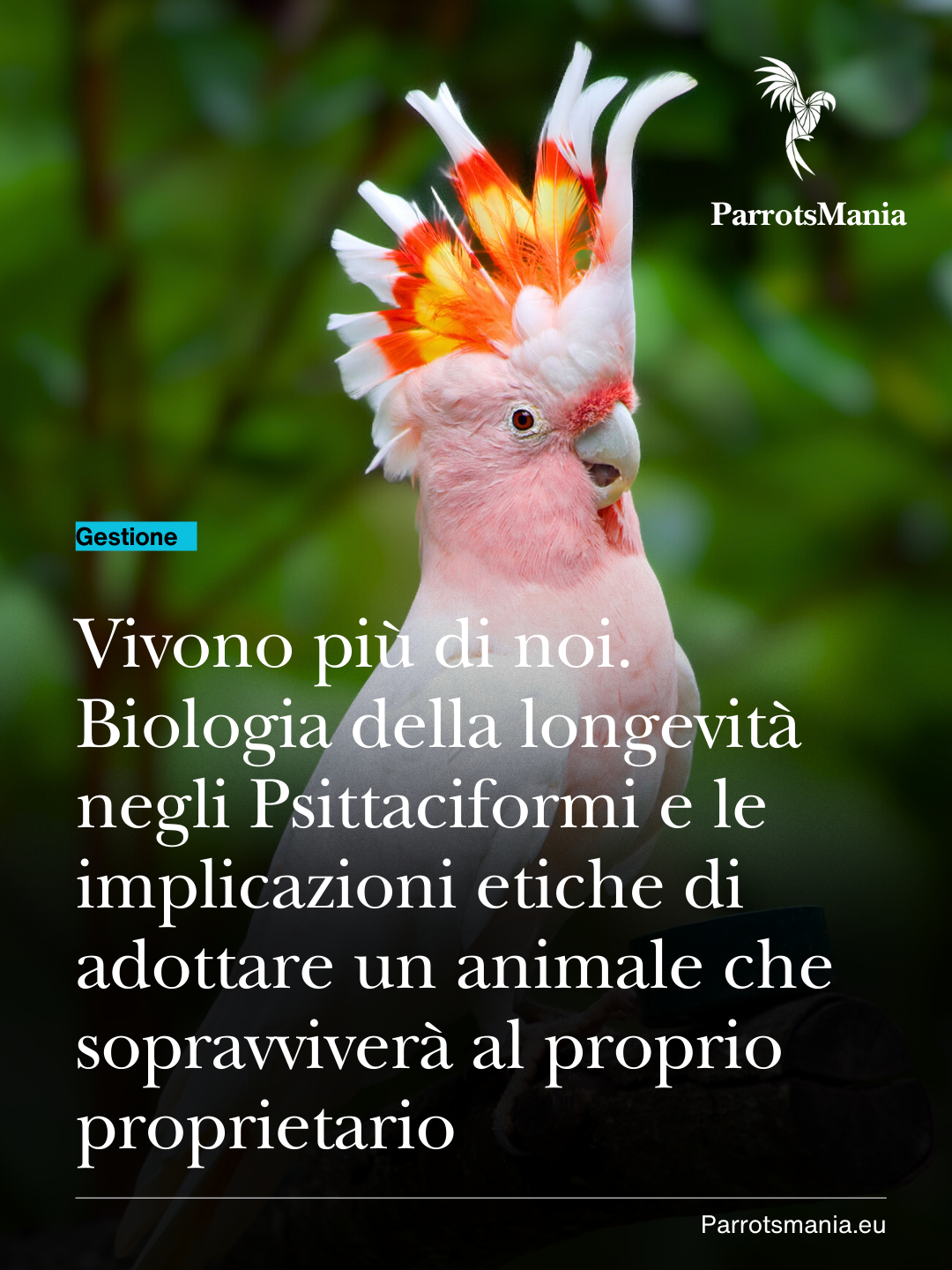 Vivono più di noi. Biologia della longevità negli Psittaciformi e le implicazioni etiche di adottare un animale che sopravviverà al proprio proprietario