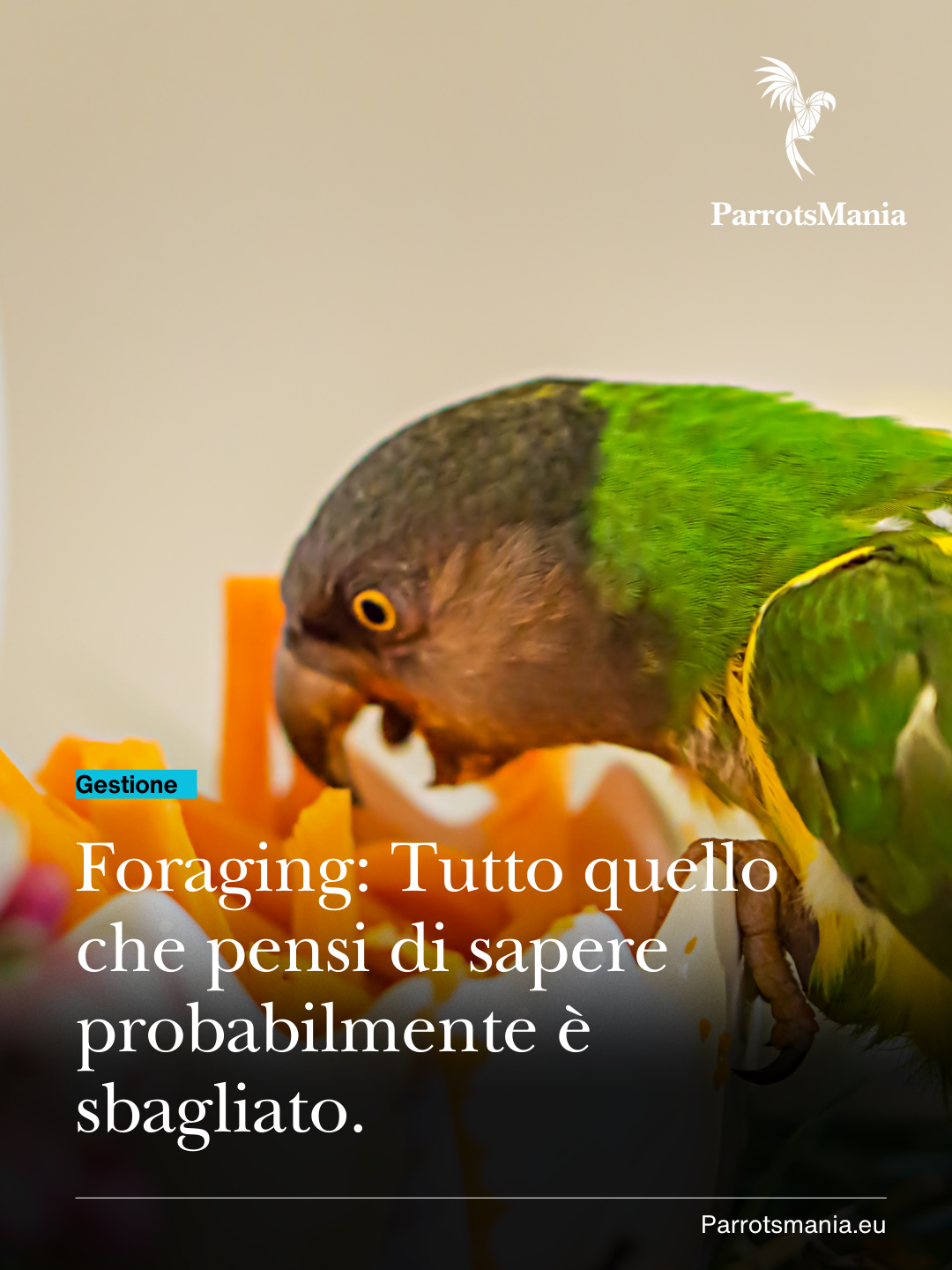 Foraging: Tutto quello che pensi di sapere probabilmente è sbagliato. 