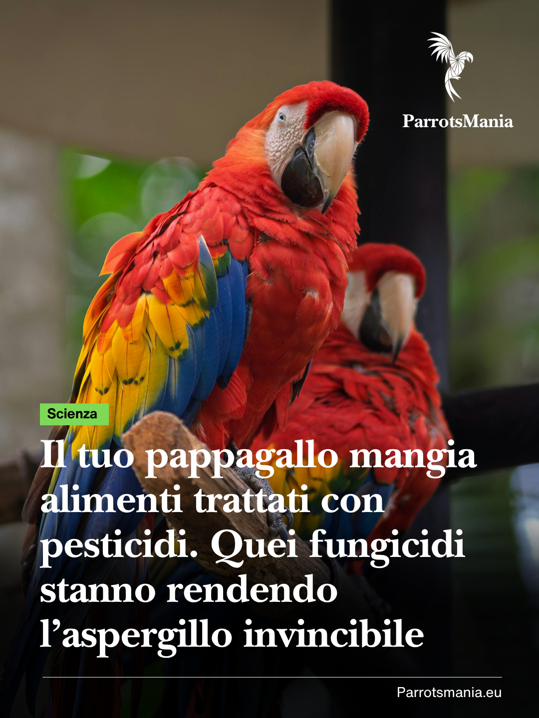 Il tuo pappagallo mangia alimenti trattati con fungicidi. Quei fungicidi stanno rendendo l’aspergillo invincibile.