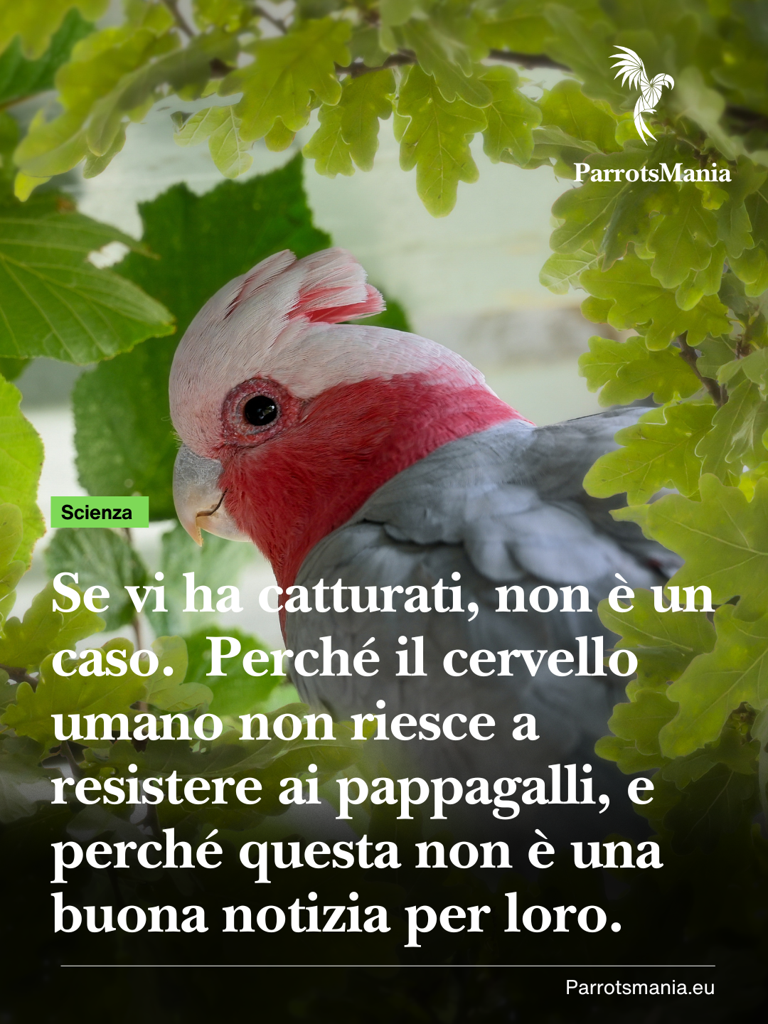 «Se vi ha catturati, non è un caso». Perché il cervello umano non riesce a resistere ai pappagalli e perché questa non è una buona notizia per loro