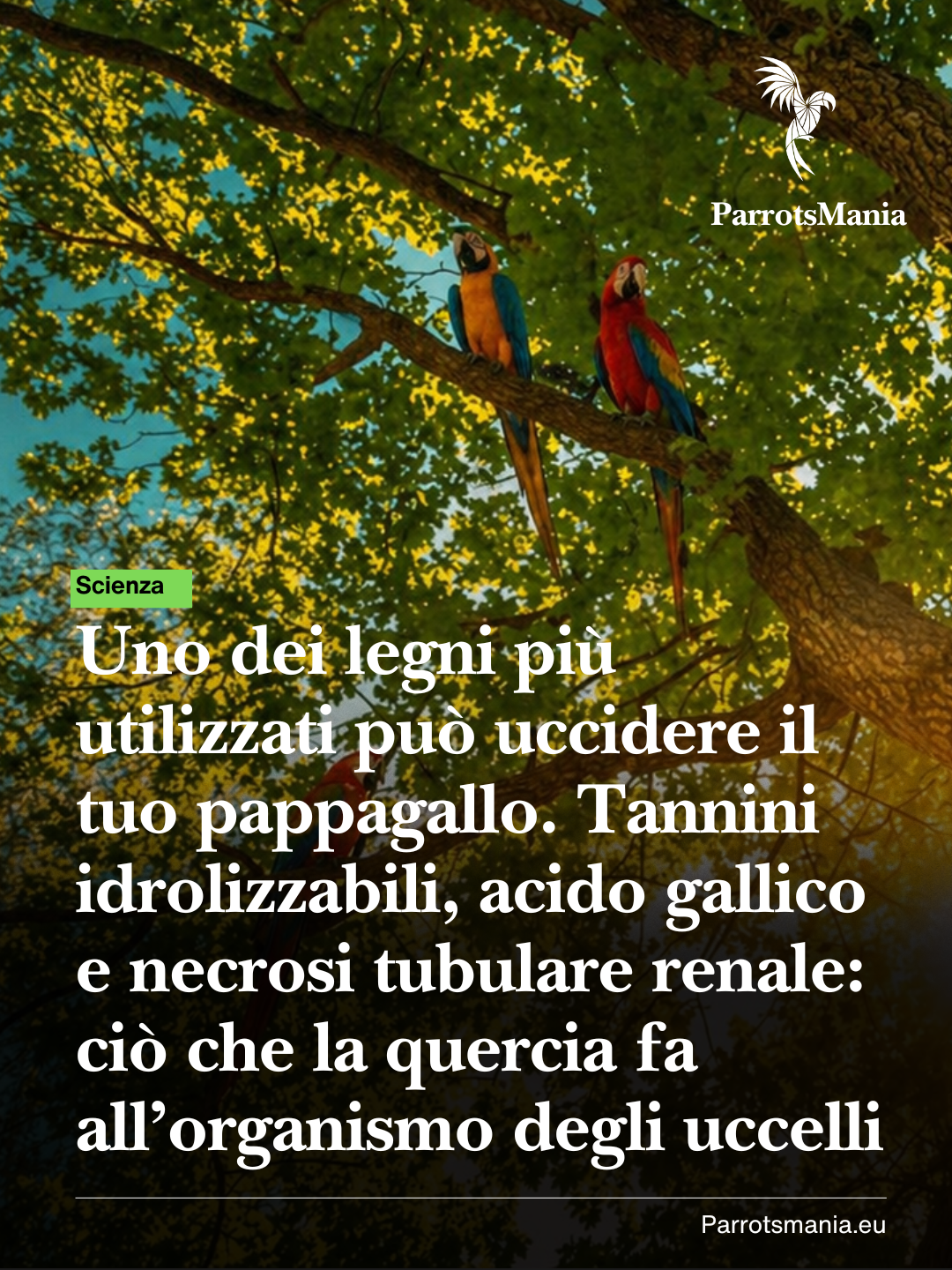 Uno dei legni più utilizzati può uccidere il tuo pappagallo. Tannini idrolizzabili, acido gallico e necrosi tubulare renale: ciò che la quercia fa all’organismo degli uccelli
