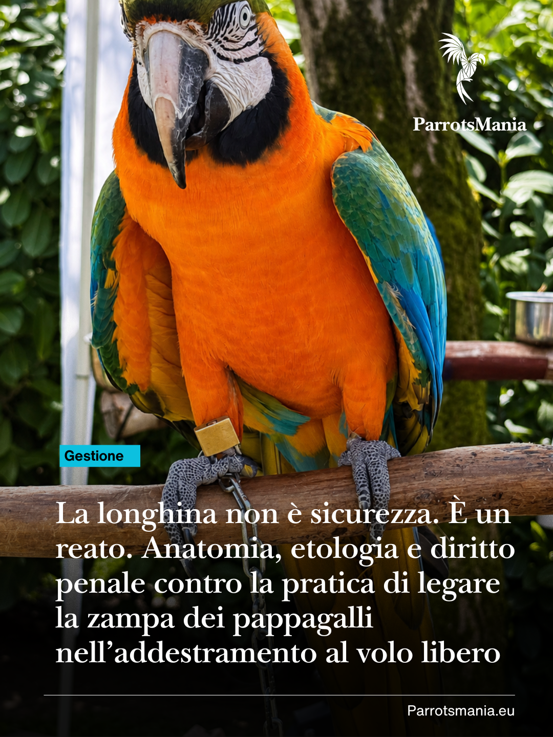 La longhina non è sicurezza. È un reato.
Anatomia, etologia e diritto penale contro la pratica di legare la zampa dei pappagalli nell’addestramento al cosiddetto volo libero