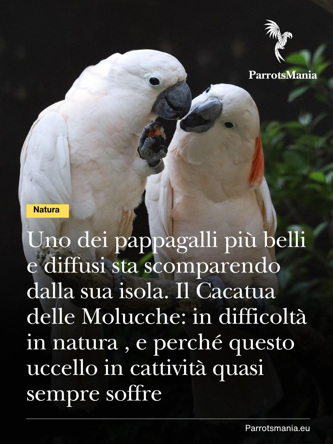Uno dei pappagalli più belli e diffusi sta sparendo dalla sua isola. Il Cacatua delle Molucche: in difficoltà in natura , e perché questo uccello in cattività quasi sempre soffre