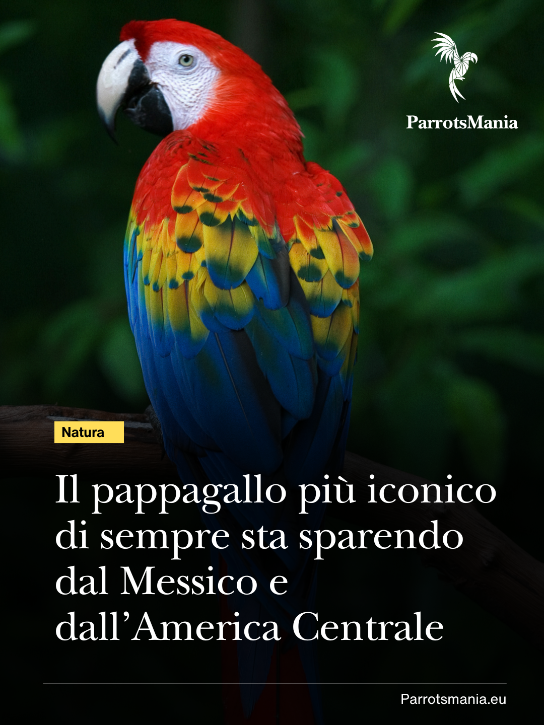 Il pappagallo più iconico sta sparendo dal Messico e dall’America Centrale
