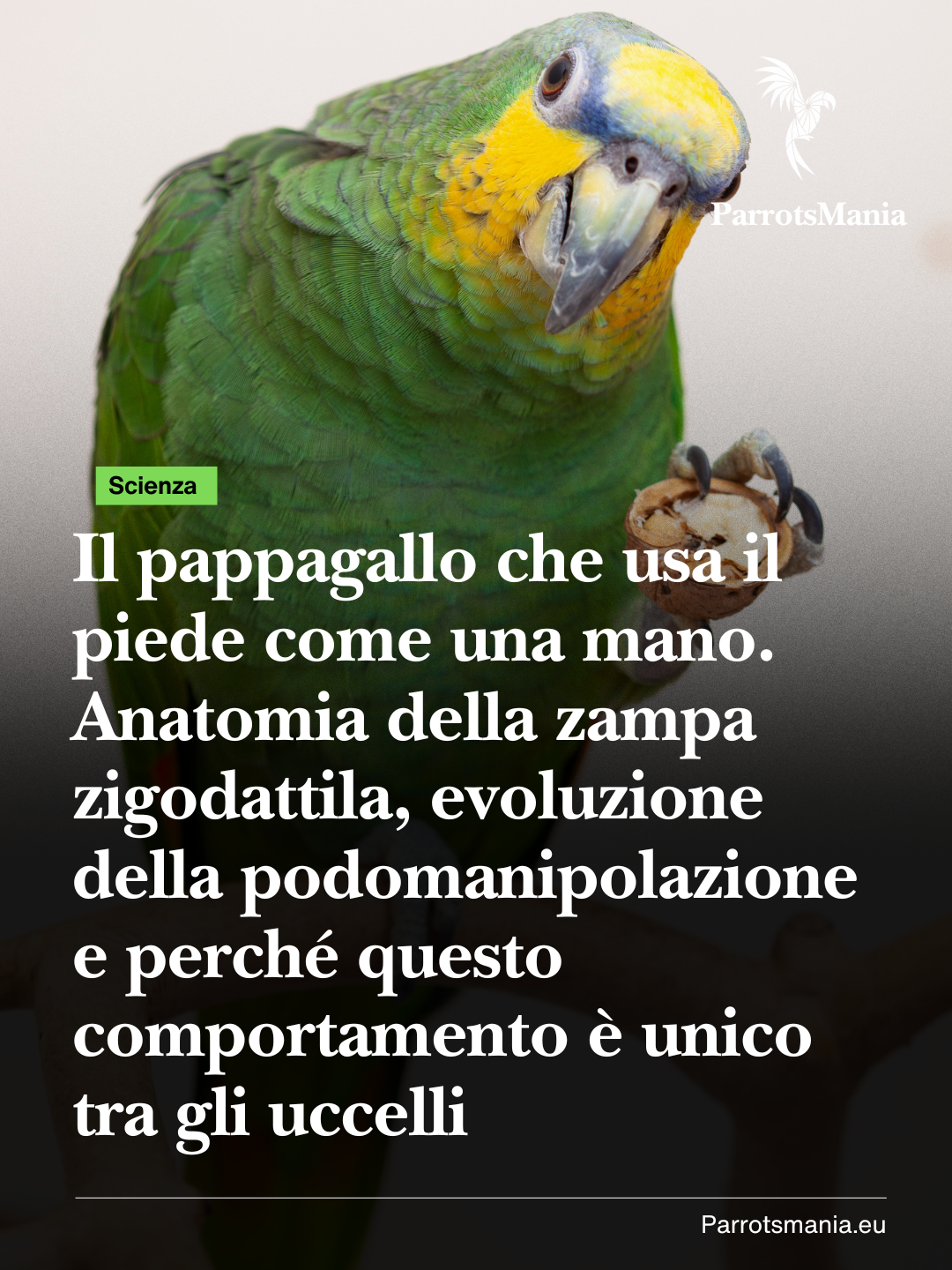 Il pappagallo che usa il piede come una mano.
Anatomia della zampa zigodattila, evoluzione della podomanipolazione e perché questo comportamento è unico tra gli uccelli