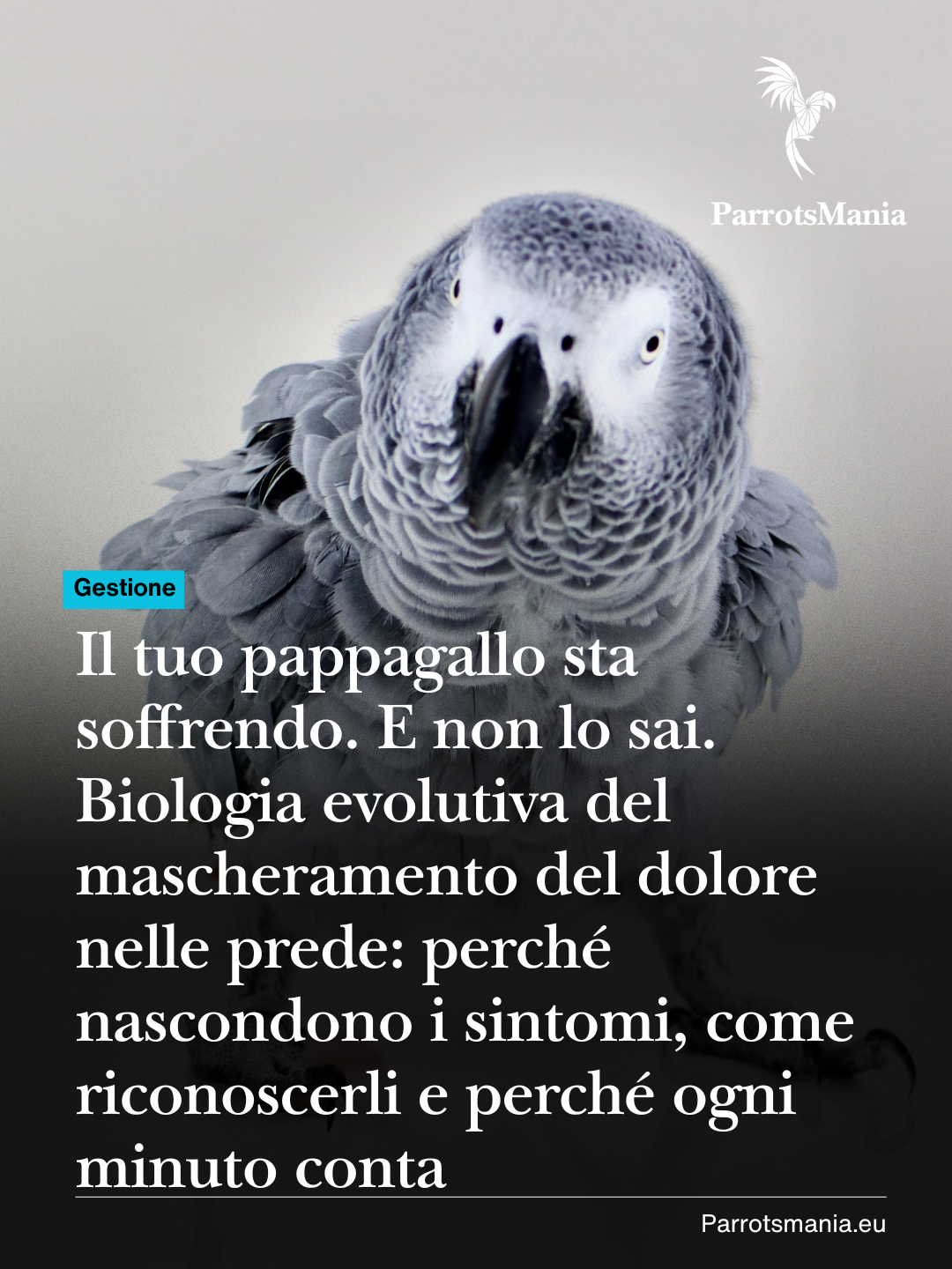 Il tuo pappagallo sta soffrendo. E non lo sai. Biologia evolutiva del mascheramento del dolore nelle prede: perché nascondono i sintomi, come riconoscerli e perché ogni minuto conta