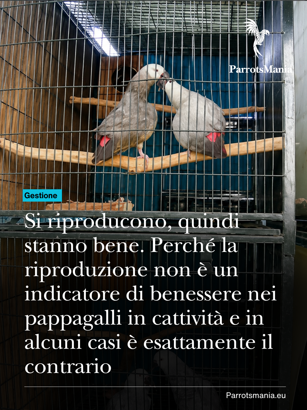 Si riproducono, quindi stanno bene. Perché la riproduzione non è un indicatore di benessere nei pappagalli in cattività e in alcuni casi è esattamente il contrario