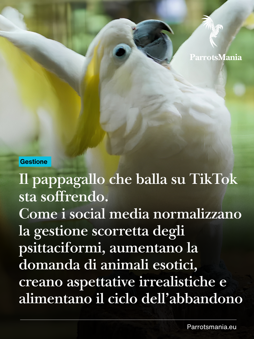 Il pappagallo che balla su TikTok sta soffrendo. Come i social media normalizzano una gestione scorretta, creano aspettative irrealistiche e alimentano il ciclo dell’abbandono