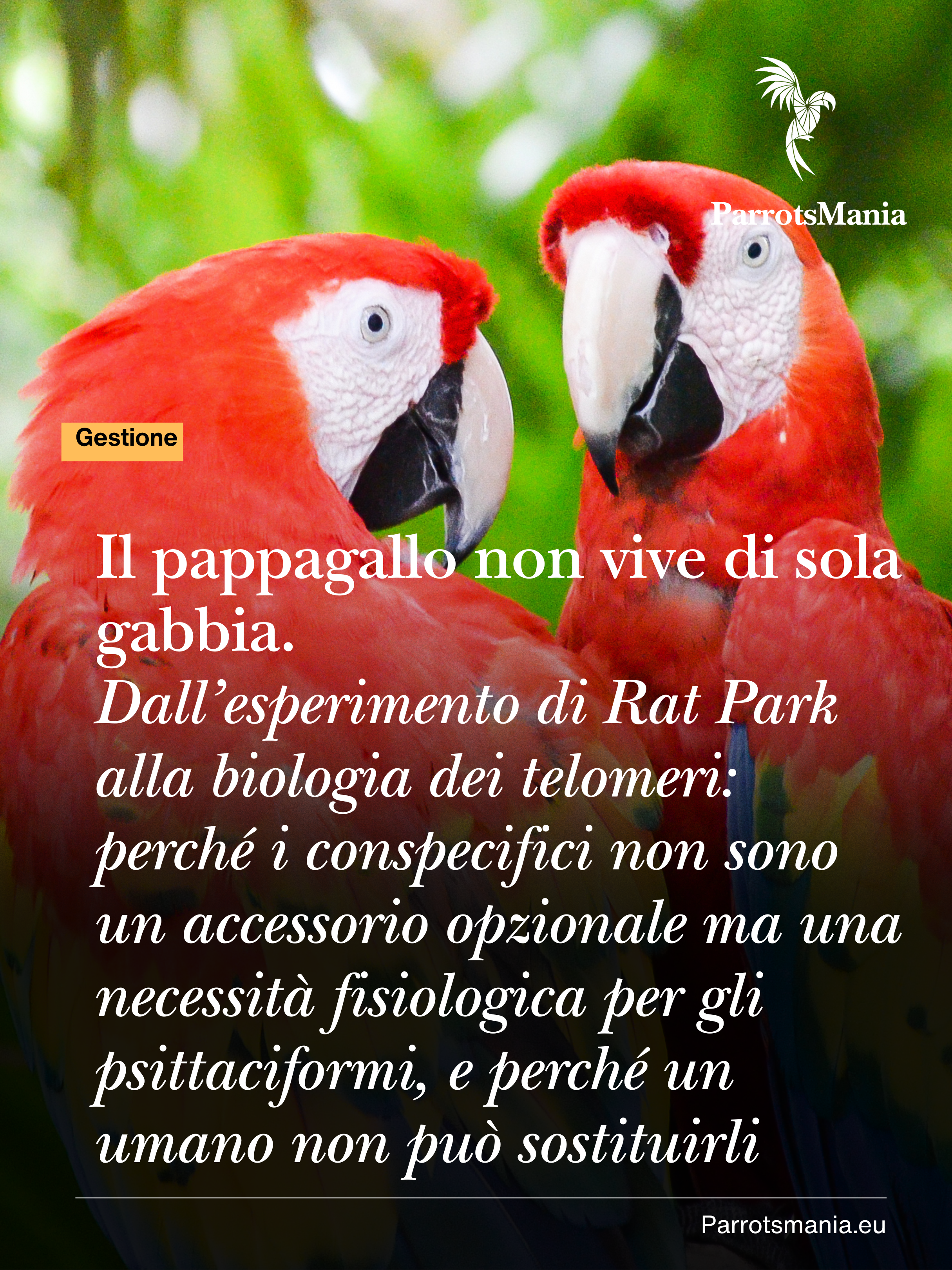 Il pappagallo non vive di sola gabbia. 