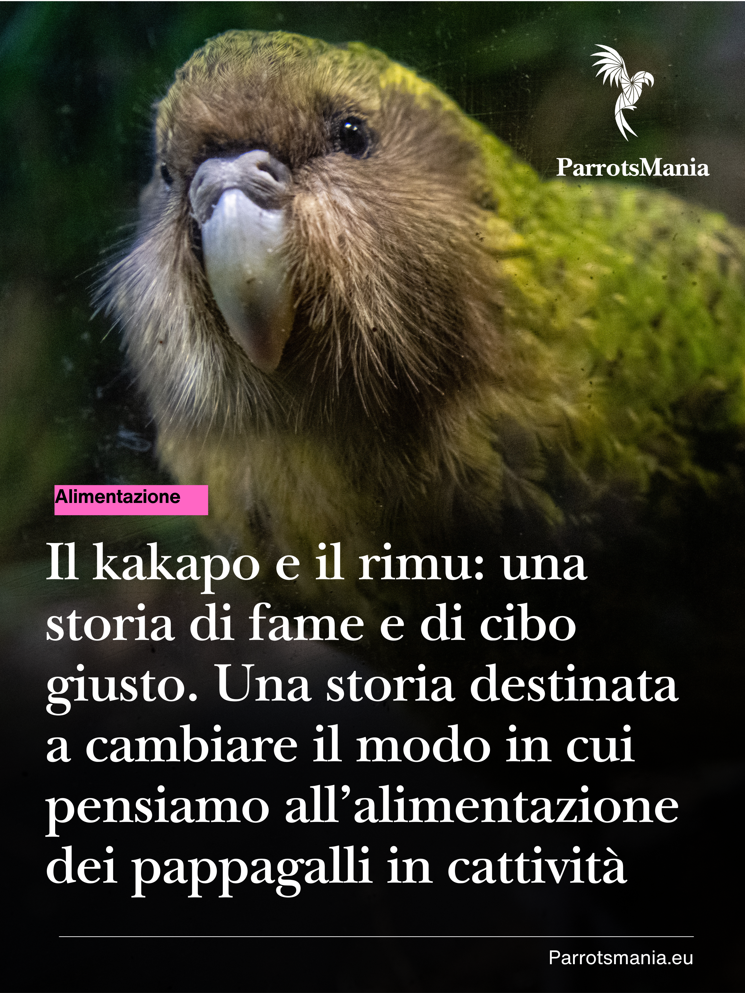 Il kakapo e il rimu: una storia di fame e di cibo giusto. Una storia destinata a cambiare il modo in cui pensiamo all’alimentazione dei pappagalli in cattività