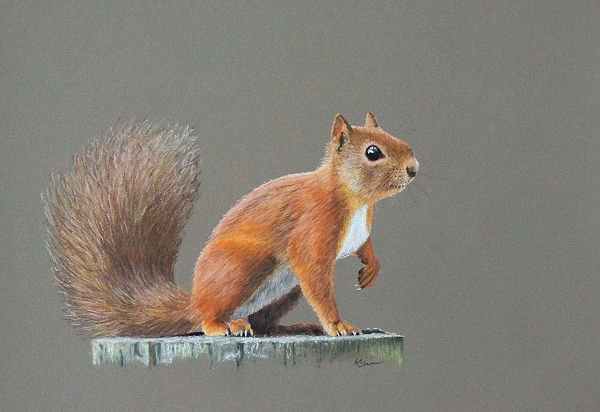 Red Squirel Print2.jpg