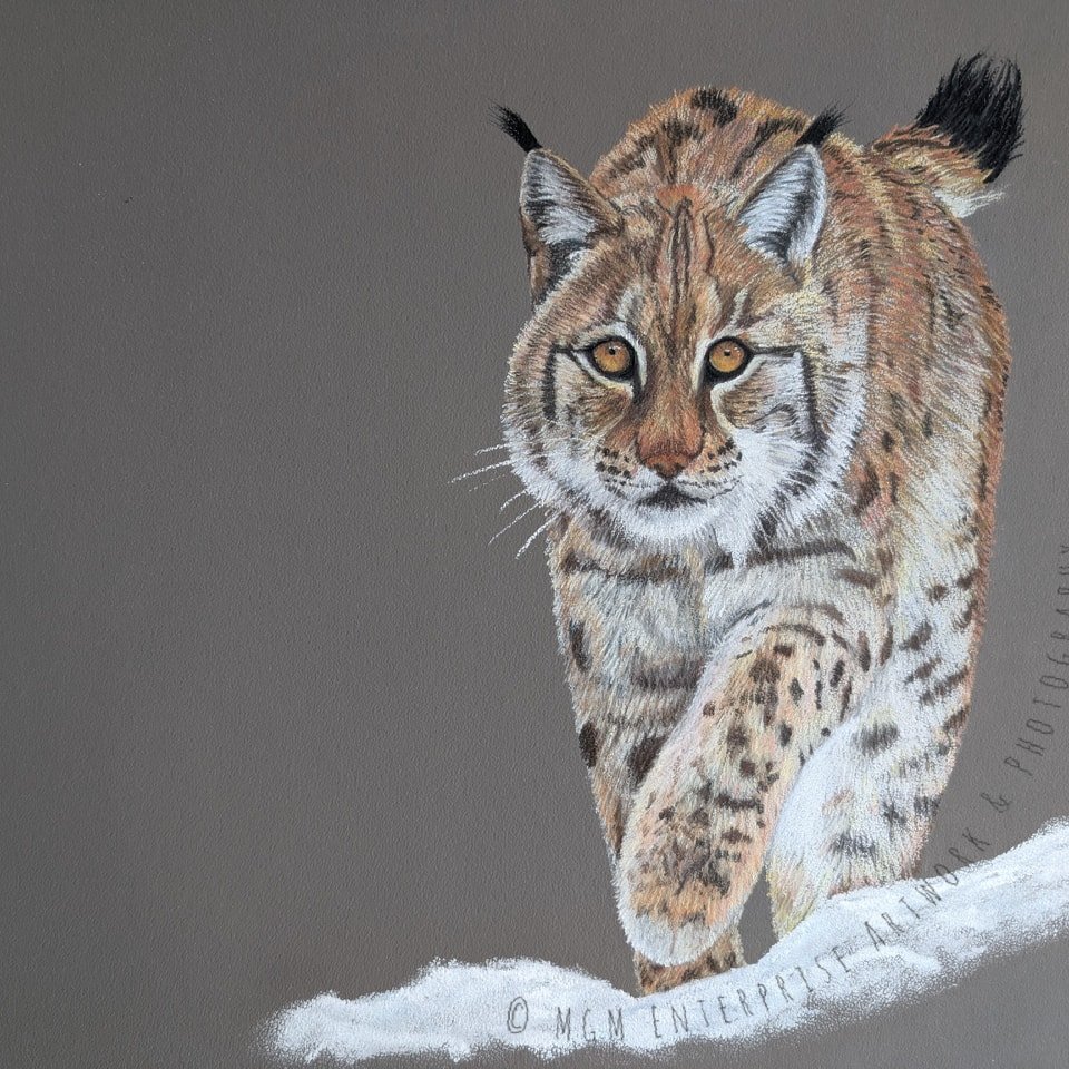 LYNX
One of my current works in progress and my first new piece for 2025. I've loved working on this piece which is inspired by reference photos I've taken myself at the Highland Wildlife Park and drawn using pastels on canon mi-teintes pastel paper.