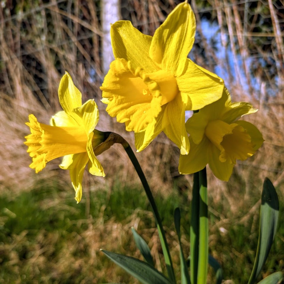 A bit of a chilly change today after a very spring like weekend. The daffodils are starting to add some colour in the garden and I even spotted a few bumblebees yesterday! I think they will have gone back to hibernation today though.
Finished lynx ar