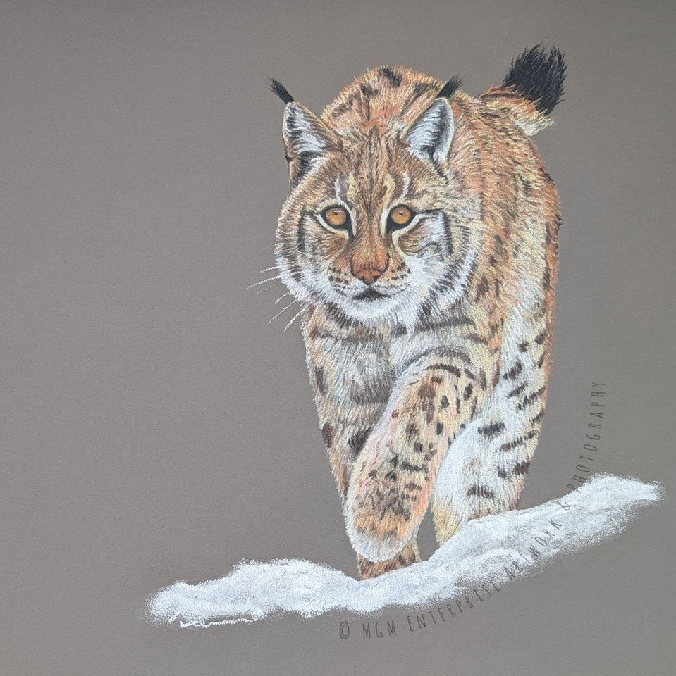 LYNX
The finished reveal of this new artwork!
I've really enjoyed working on this piece and am delighted to say that I'll be making donations to Royal Zoological Society of Scotland (RZSS) from all sales of this work, 25% of the original artwork, fiv