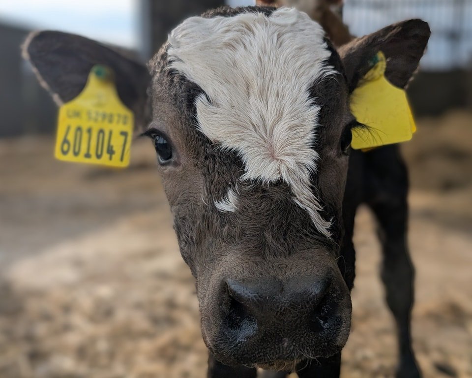 Springtime on the farm 🐮

It's a busy time just now, we are over halfway through calving and although we have good and bad days it's always a privilege to see new life arriving on the farm. I'm also very busy with bookbench painting and will share m
