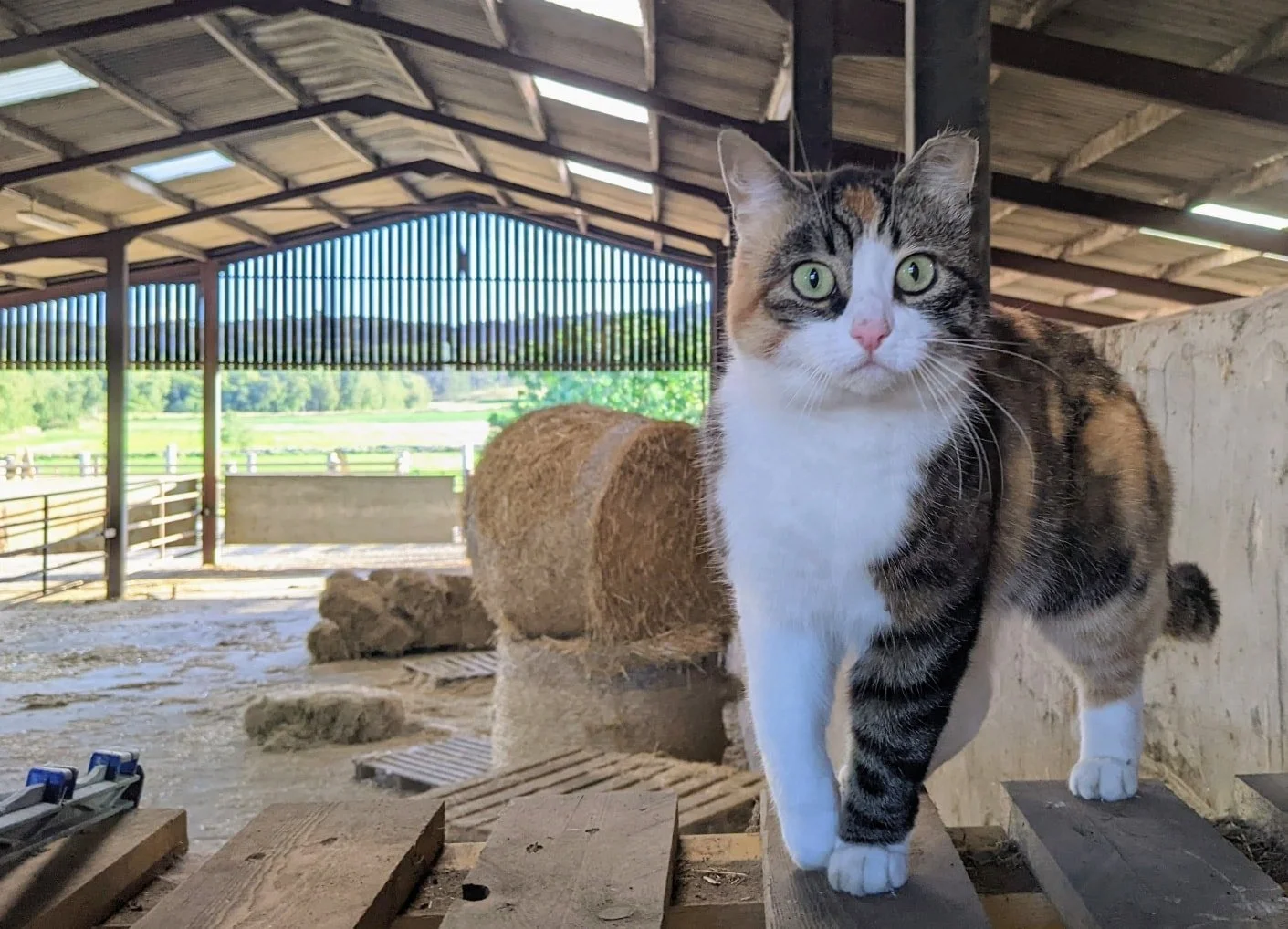Another Bookbench installment...

The sleeping cat on the bench is our own trusty farm cat 'Pusskin'. Farm cats have long been an important member of the team, helping to keep vermin such as mice and rats under control, something Pusskin excels at! S