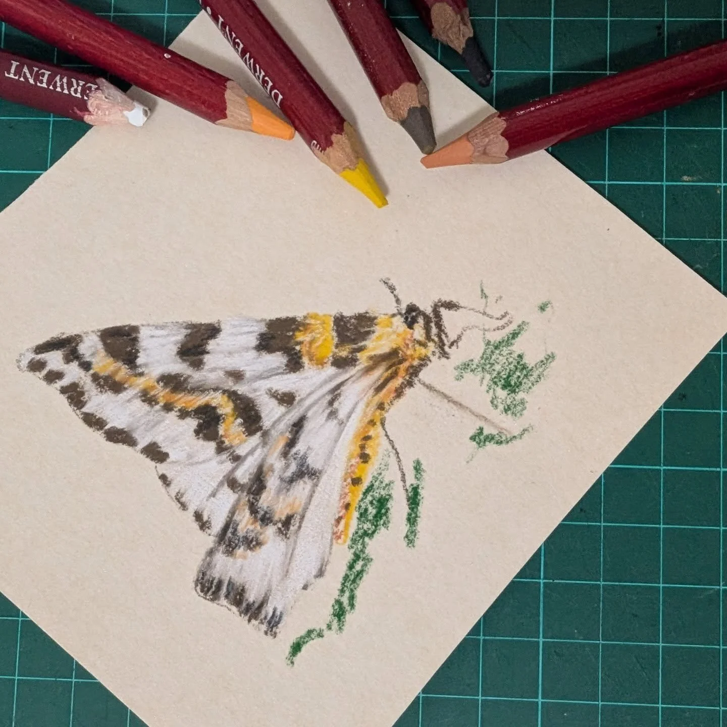 Day 6 prompt is 'fluttering moths', I instantly thought of this beautiful magpie moth that I saw in our garden this year and initially mistook for a butterfly. Derwent pastel pencils felt like the ideal medium so here is my quick piece from today on 