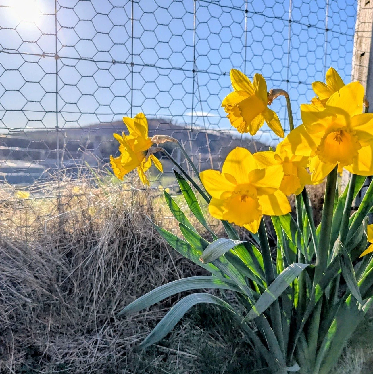 Happy Easter! 🐣🐰 
It's been a busy first week to the holidays here, still lots keeping us busy in the calving shed and I've been busy with the lodges I look after. Hoping for more artwork time next week.