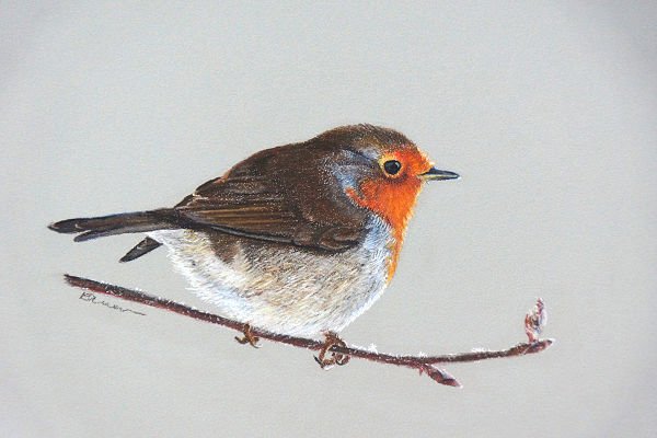 robin-for-prints_adjusted Redcliffe.jpg
