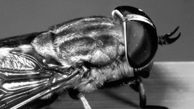 The Fly