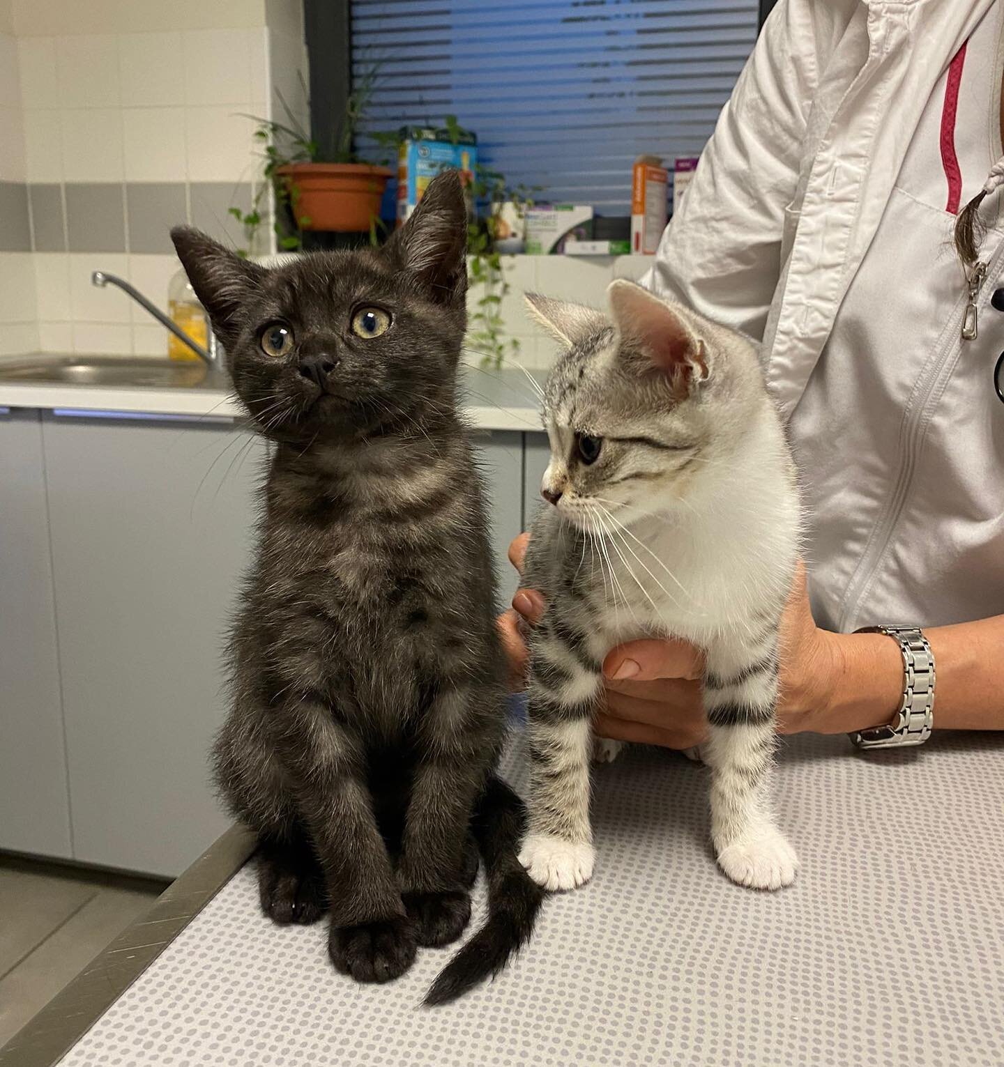 Nous avons eu le plaisir de recevoir ces deux petits chatons pour leurs premiers vaccins et leur identification ☀️😻

👉🏻 Rapide et sans douleur pour l'animal, l'identification par puce &eacute;lectronique se fait sans anesth&eacute;sie
👉🏻 Elle se