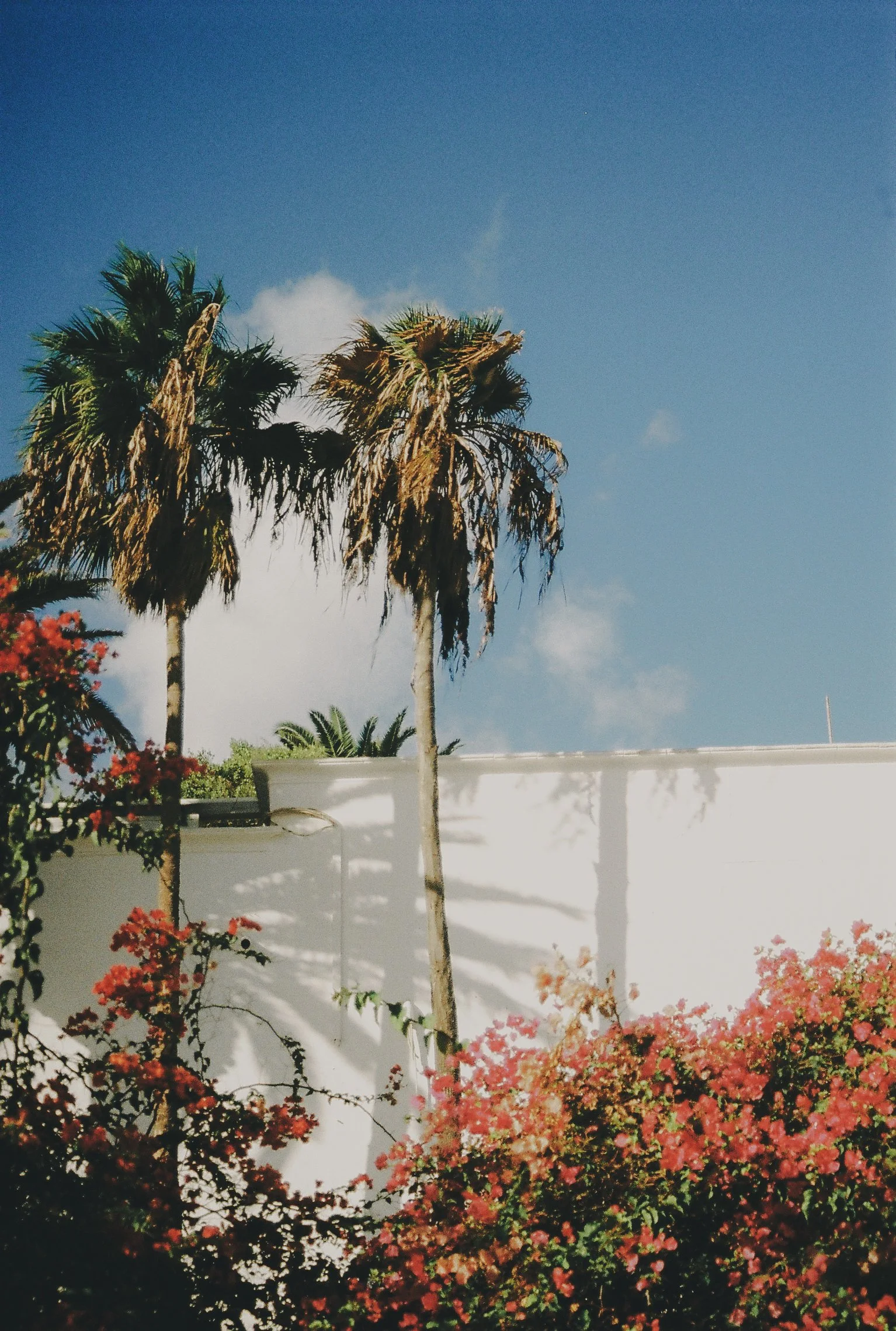 Photographie lifestyle :  extérieur d'un jardin Lanzarote pris à l'argentique