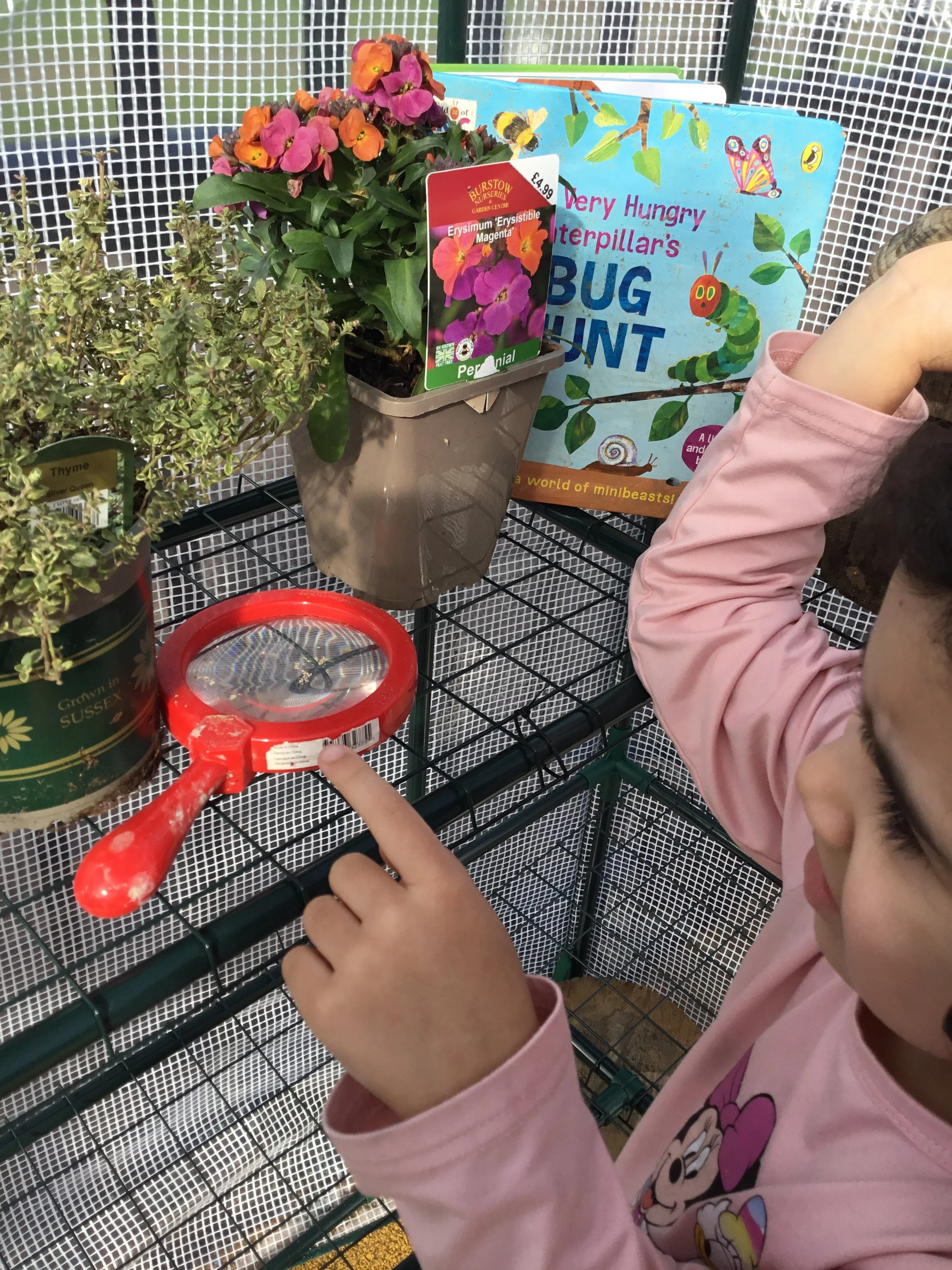 Child in pink Minnie Mouse shirt pointing to a plant labeled Erysimum Erysistible Magenta in a garden center with other plants and a bug hunt sign in the background.