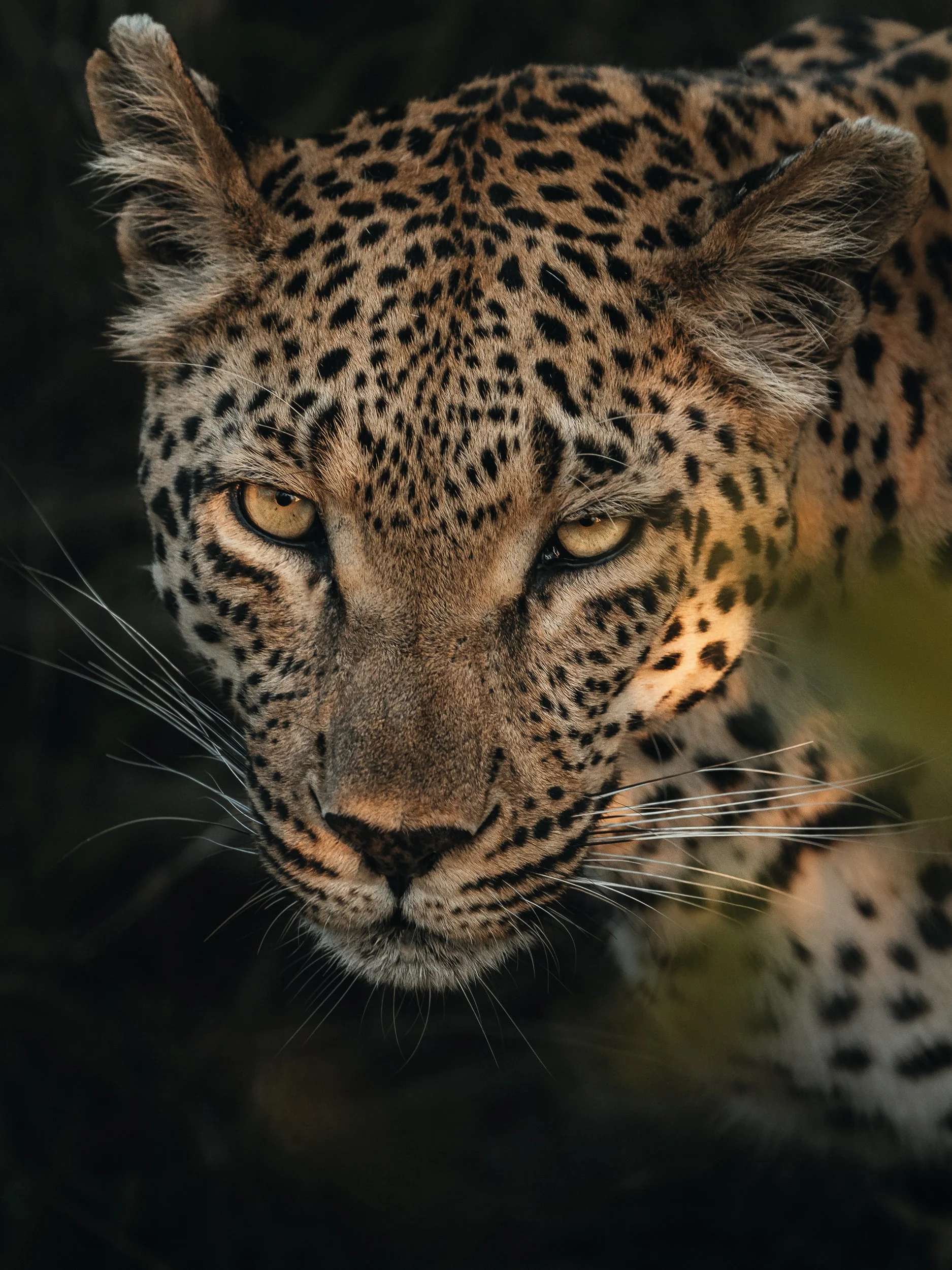 Safari in Kruger National Park: Nature Photography