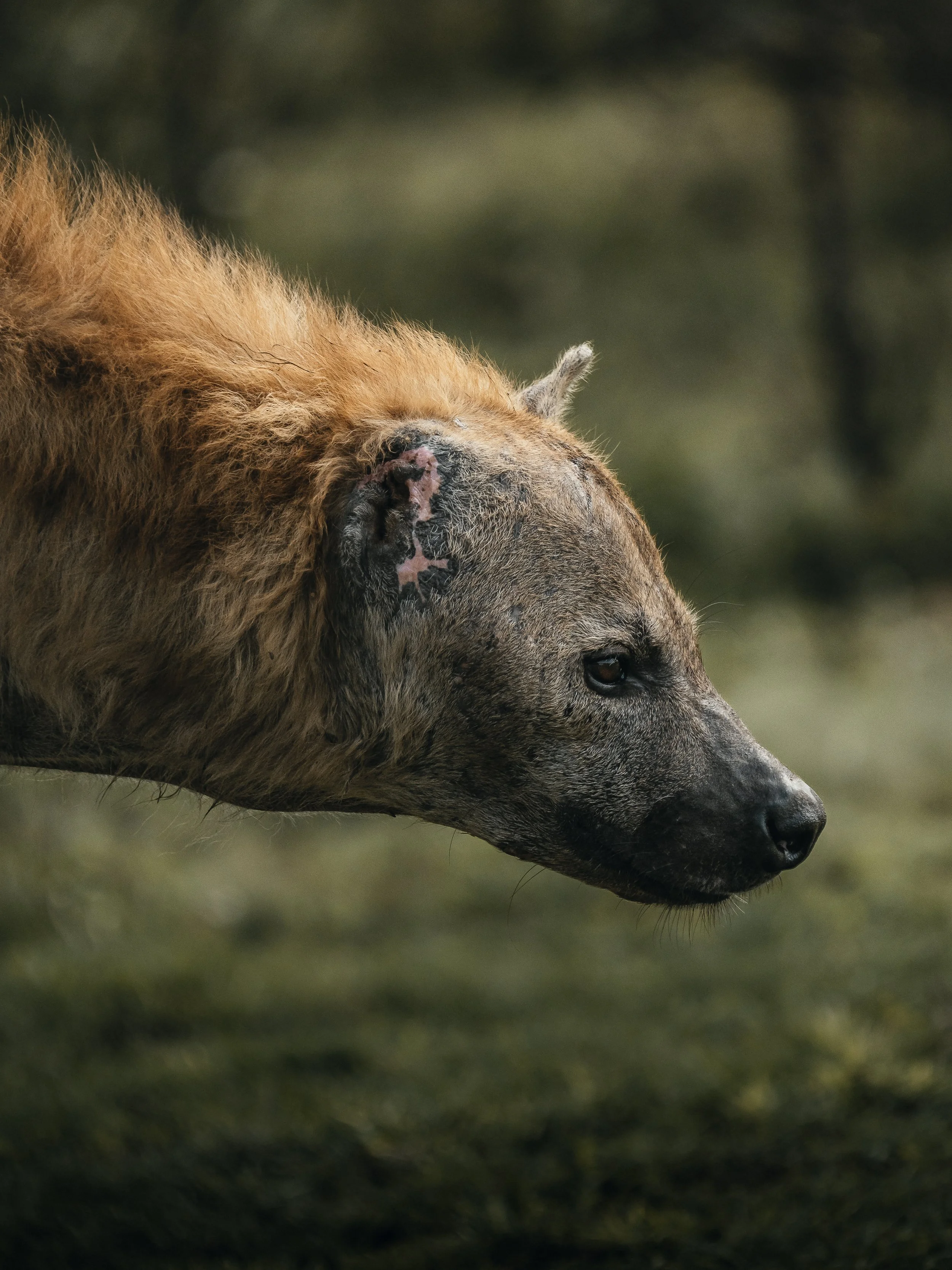Hyena in Kruger Park photographed by London-based nature photographer Rob Ash